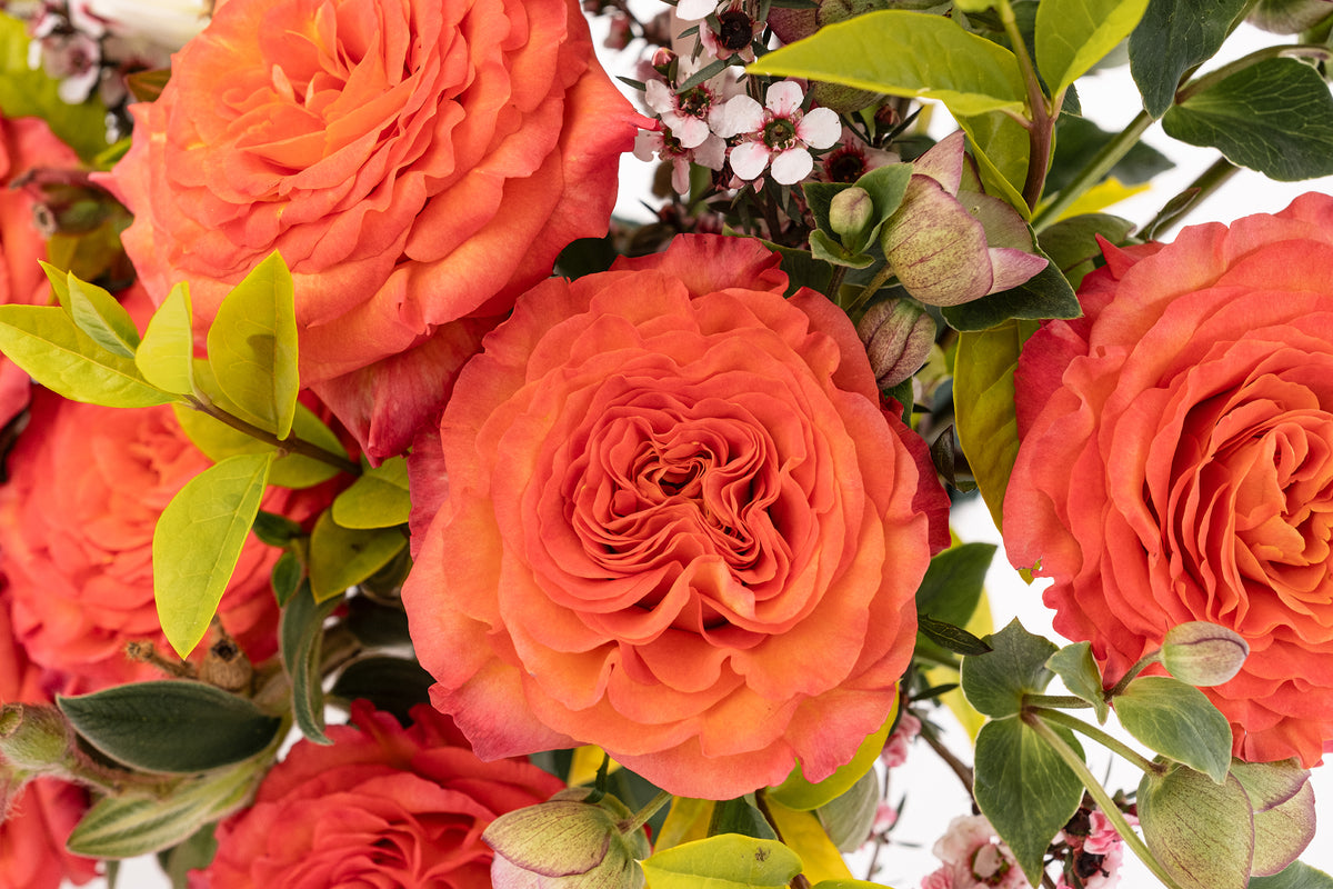 Deluxe & Princess Garden Roses -Sunset | Hope Flower Farm