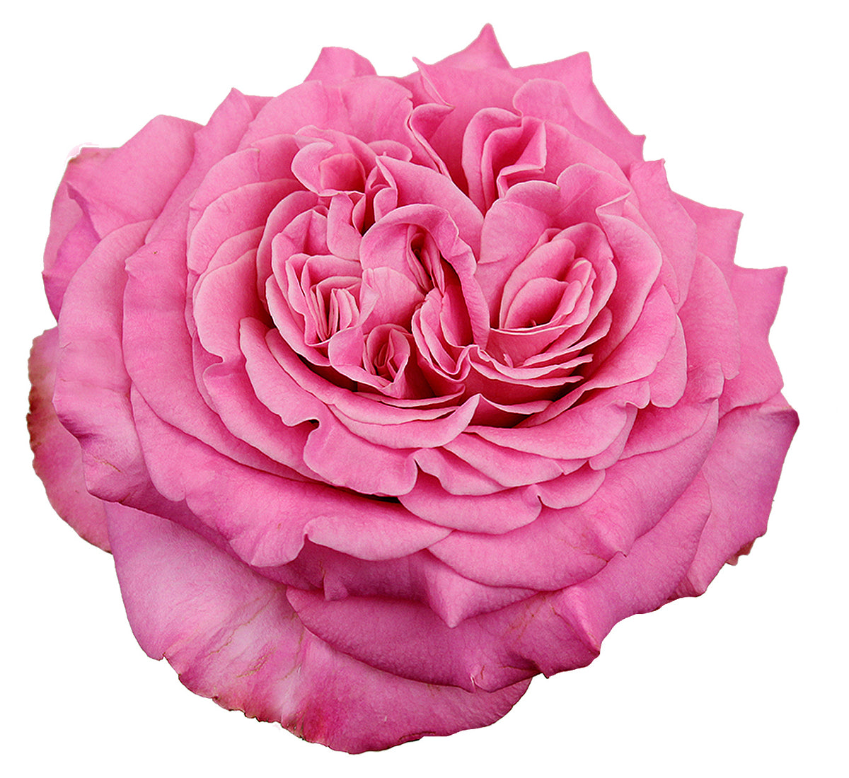 Rose Climbing Rose 'Joseph's Coat' Bareroot — Green Acres Nursery & Supply