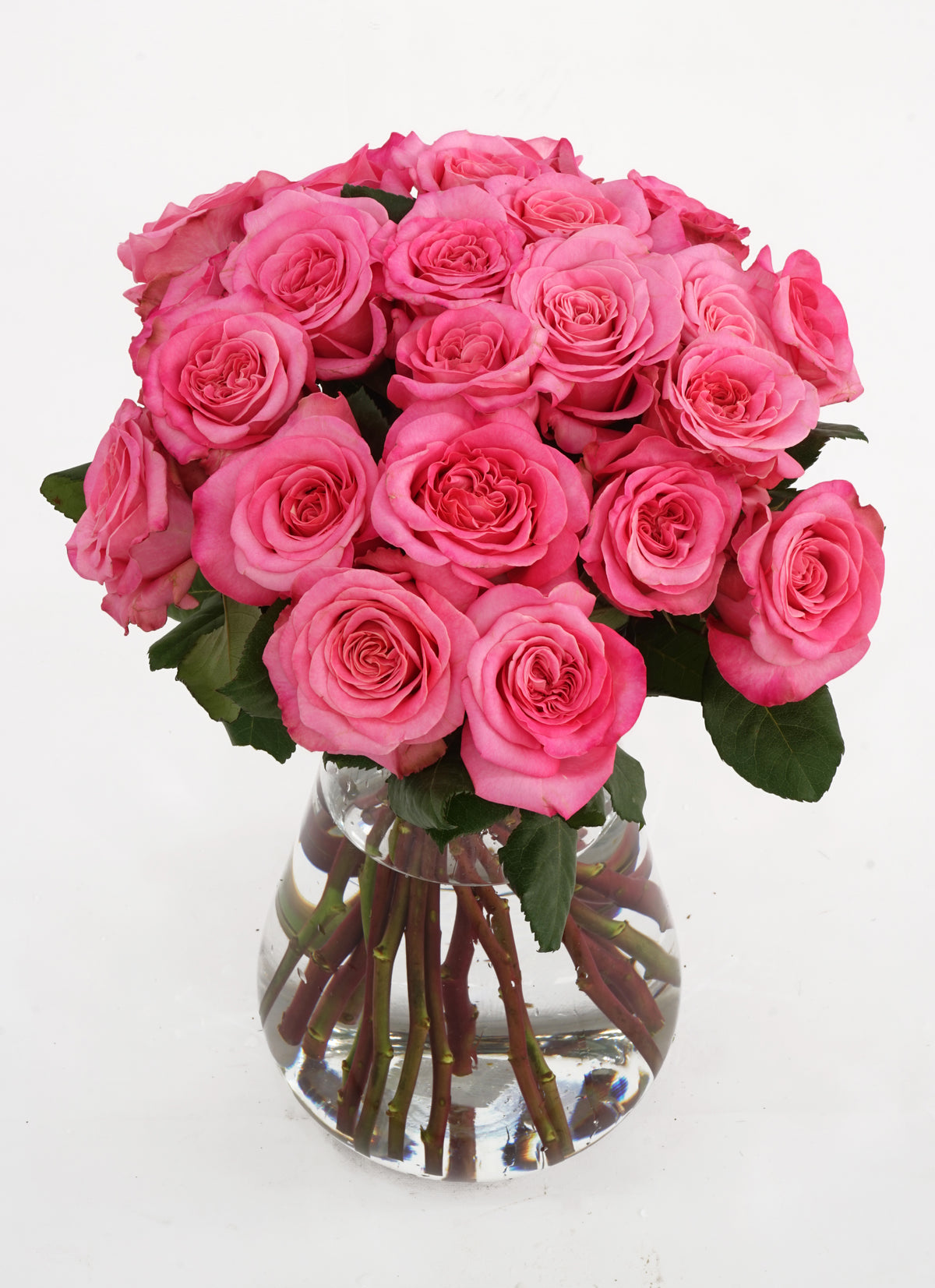 Rose PROVEN WINNERS 4.5 in. Quart, Reminiscent Coral Rose (Rosa), Live