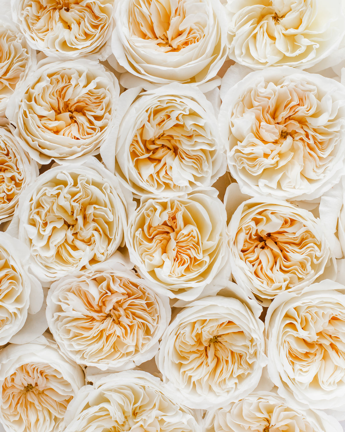 Bessie David Austin Garden Rose | Hope Flower Farm