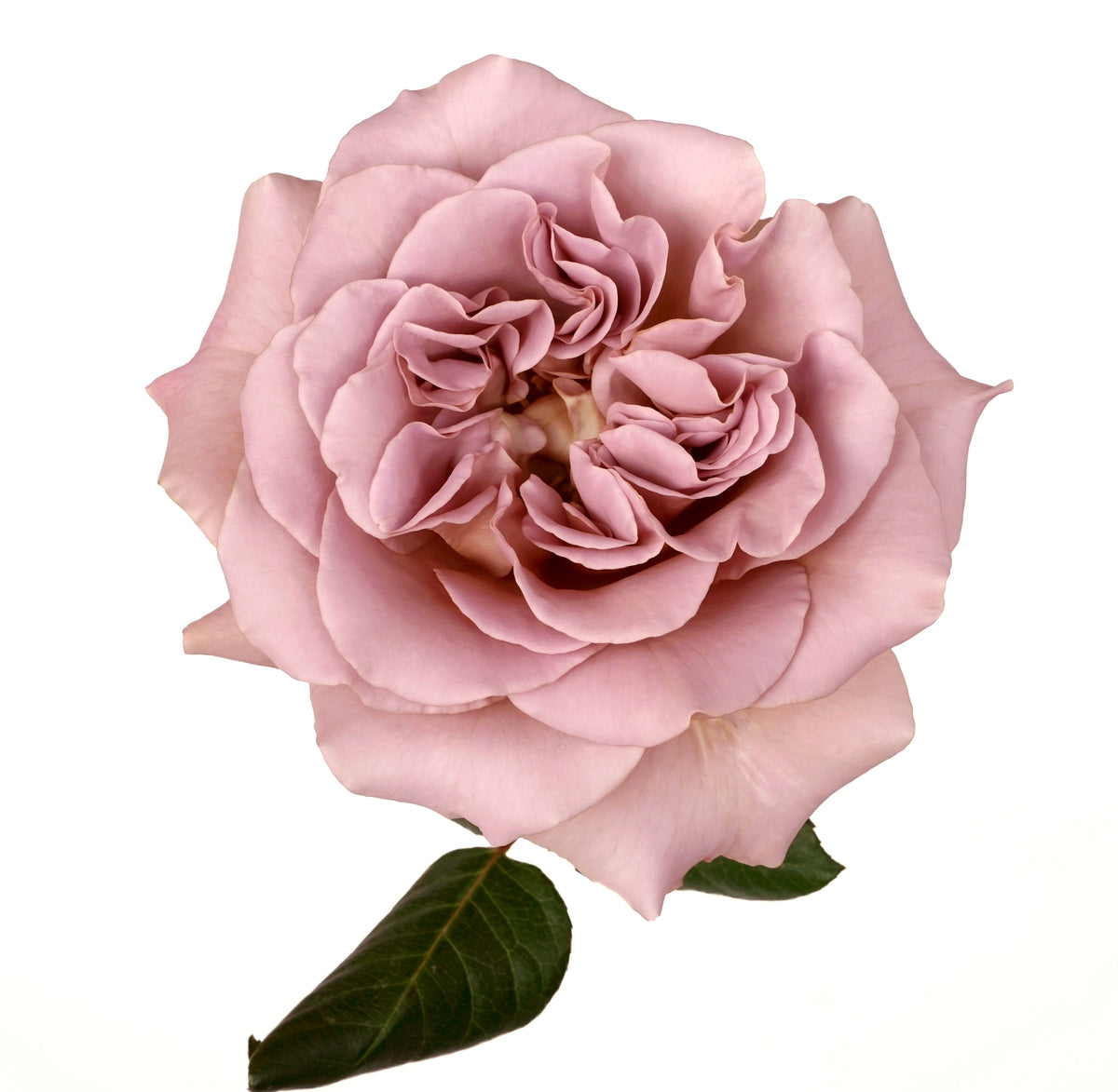 CafeLatte1_1200x.jpg?v=1737385247