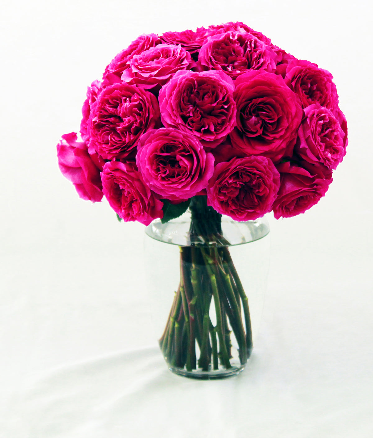 Hettie David Austin Garden Rose | Hope Flower Farm