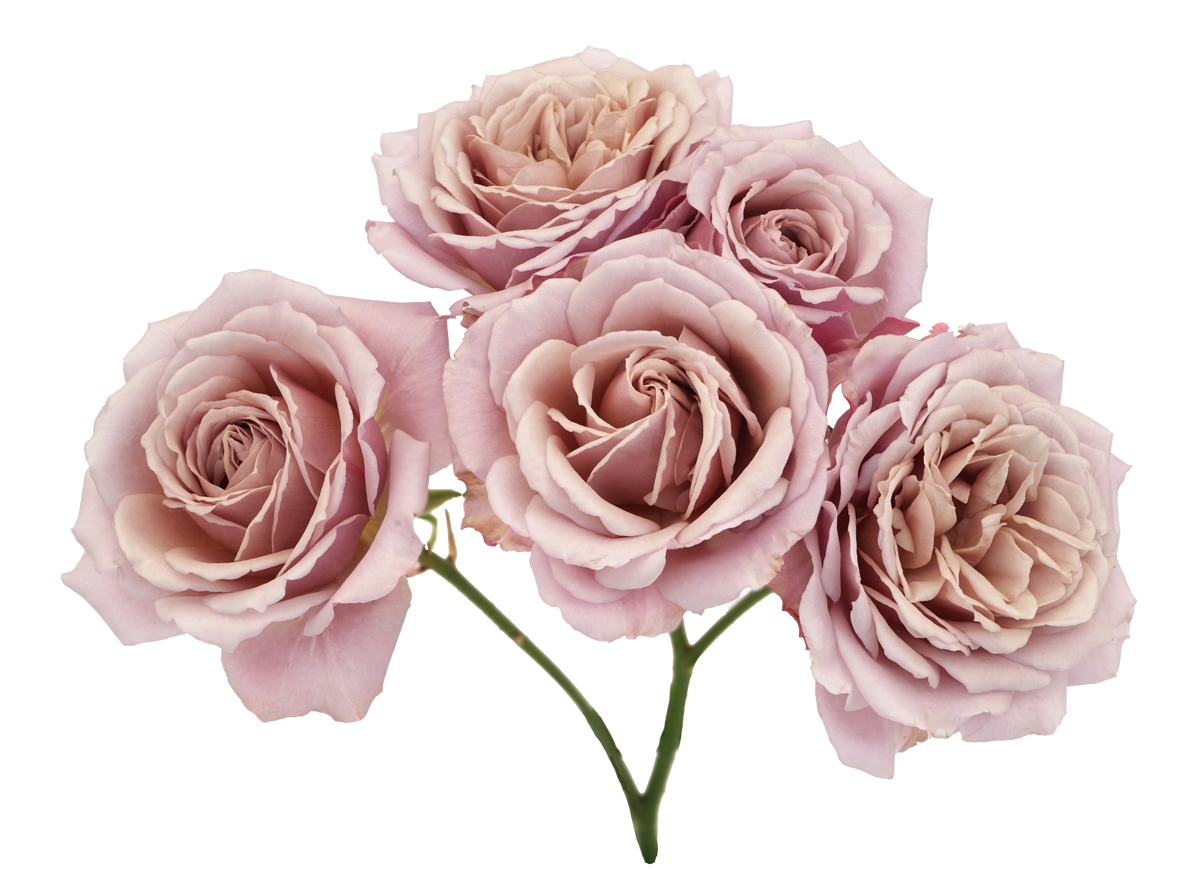 rose rose✨ LoliSpr-BloomHead_1200x.png?v=