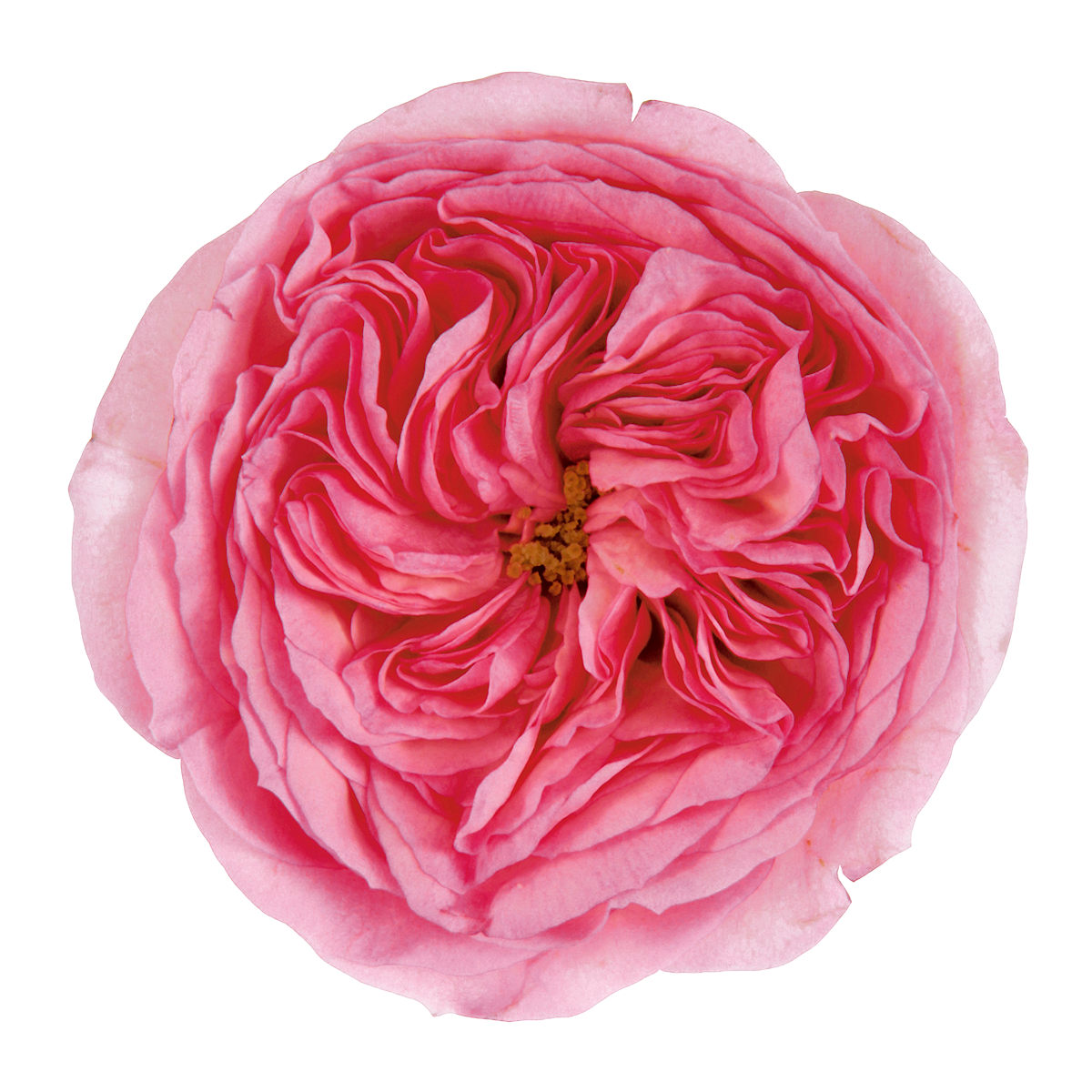 Deluxe & Princess Garden Roses - Mariatheresia | Hope Flower Farm