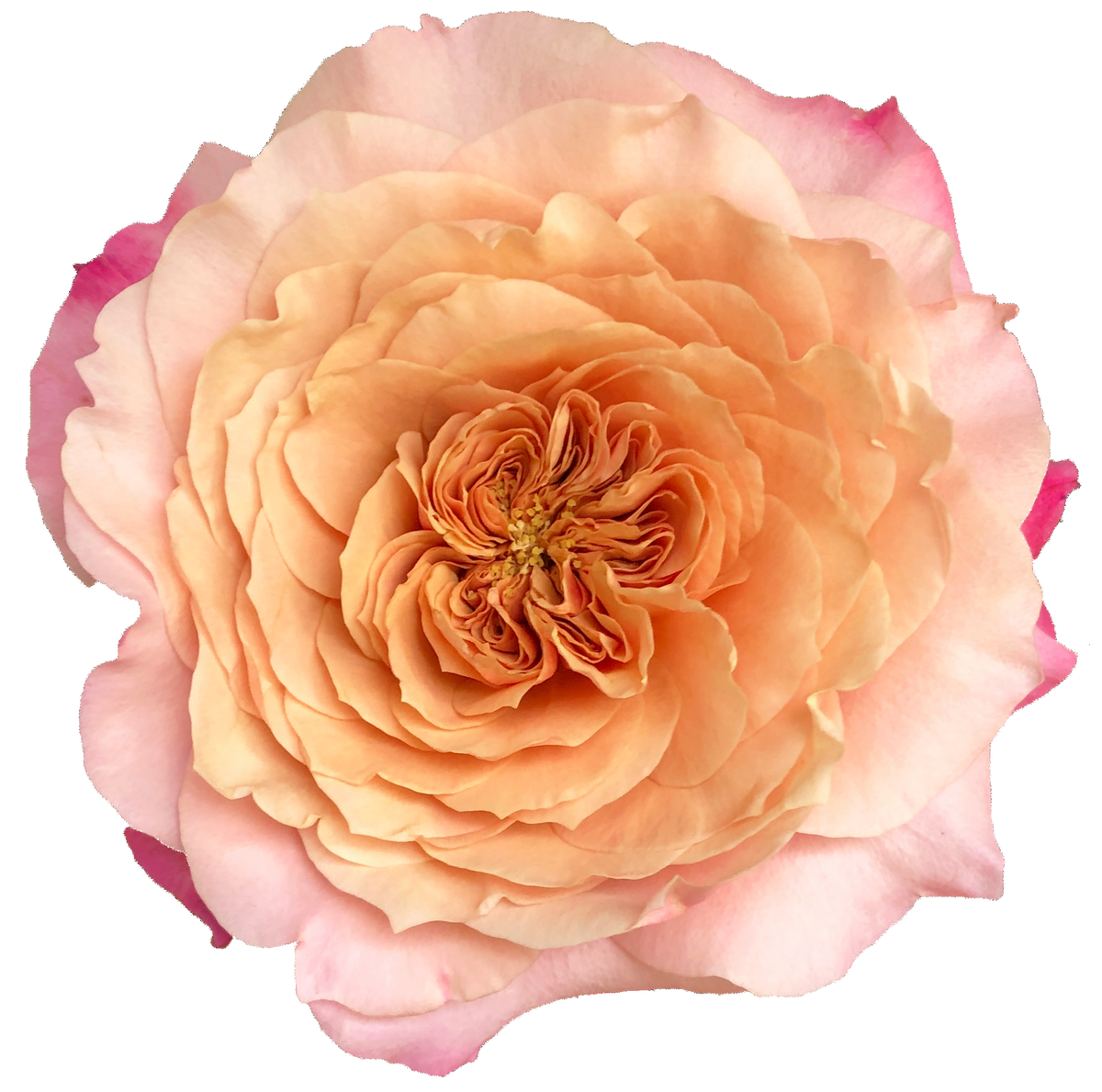 Deluxe & Princess Garden Roses - Miyabi | Hope Flower Farm