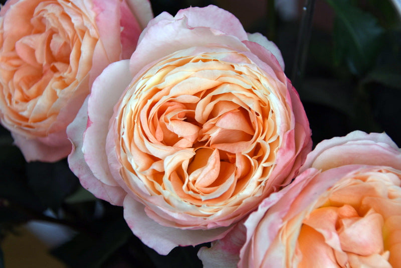 Deluxe & Princess Garden Roses - Akito | Hope Flower Farm