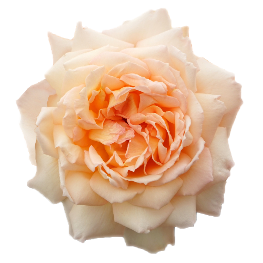 Deluxe & Princess Garden Roses - Holly Hope | Hope Flower Farm