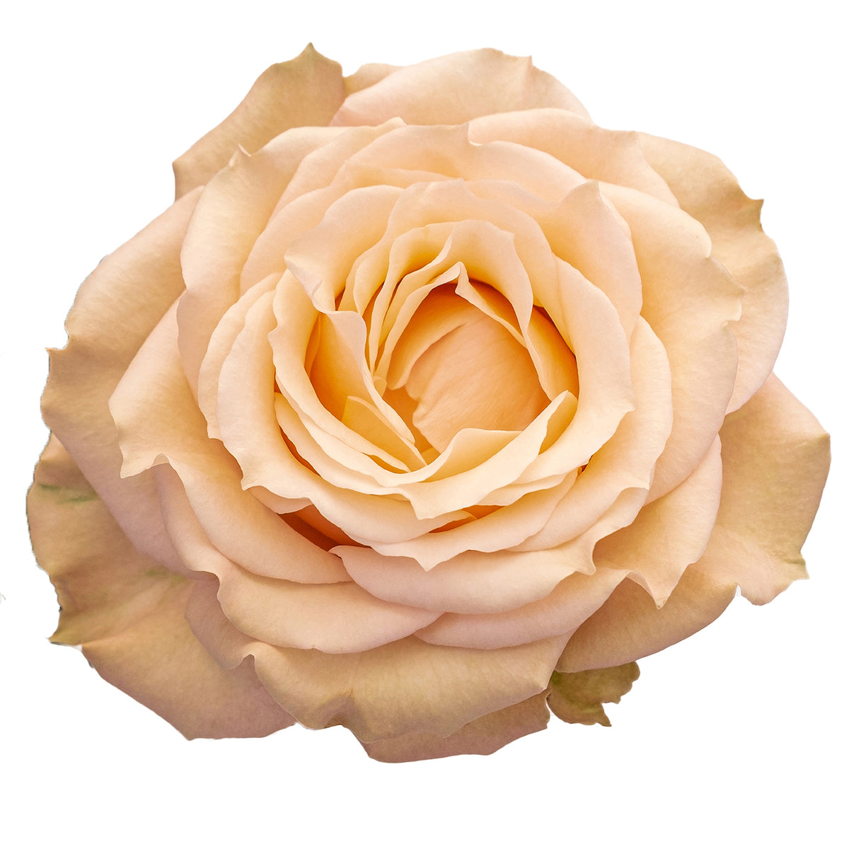 Deluxe & Princess Garden Roses - Sahara Sensation | Hope