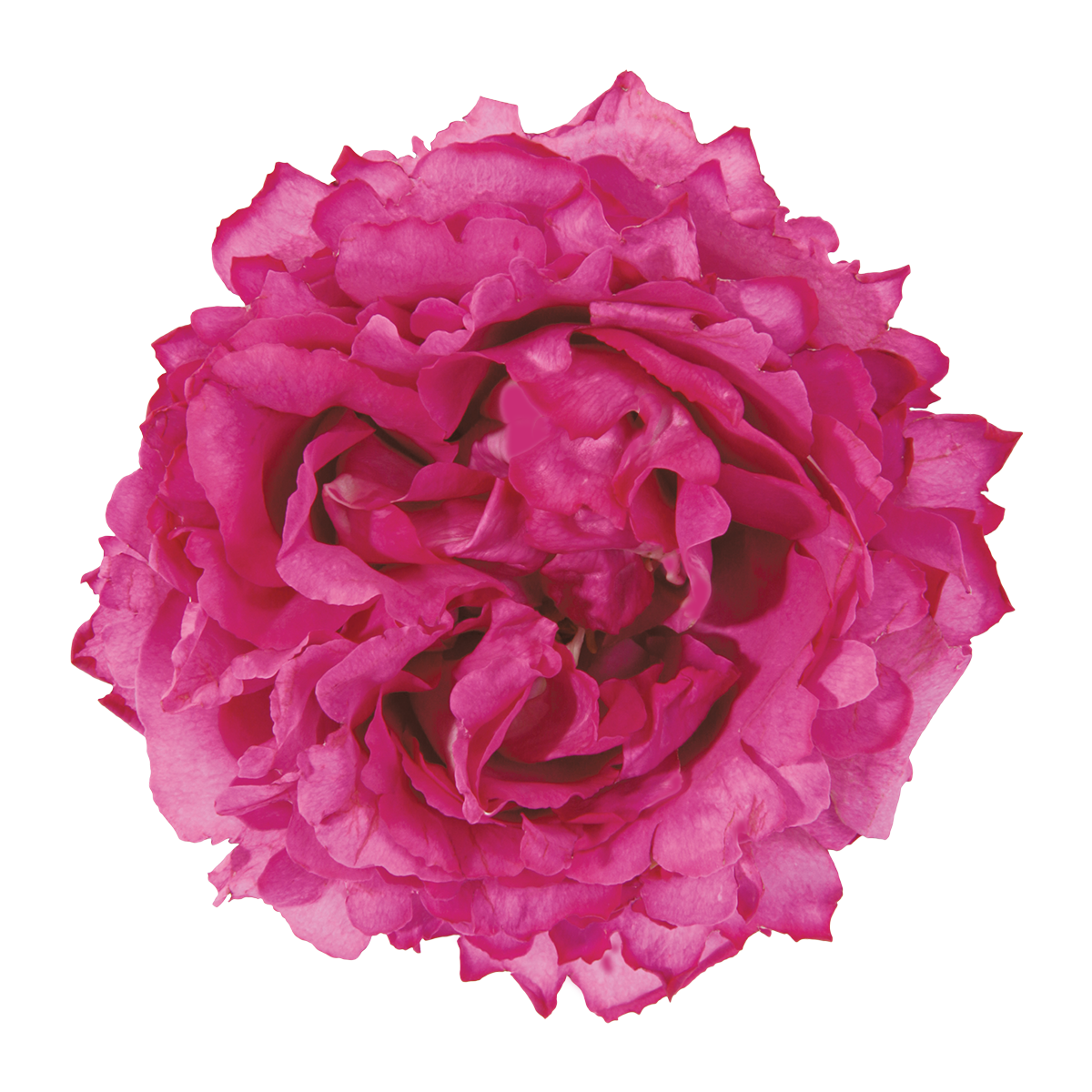 Deluxe & Princess Garden Roses - Yves Piaget