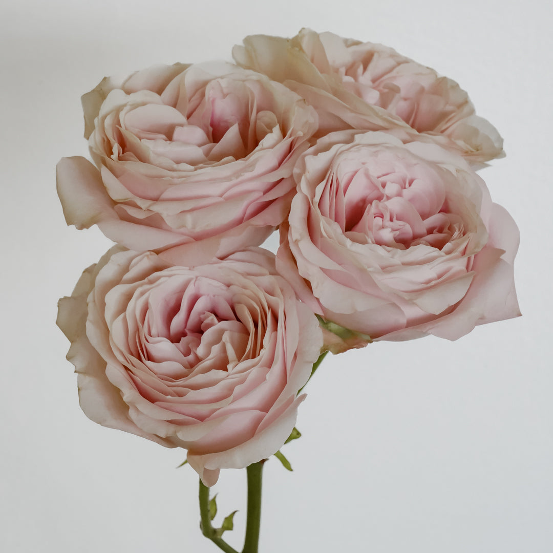 Deluxe & Princess Garden Roses - Princess Fairy Kiss Spray in Light Pink