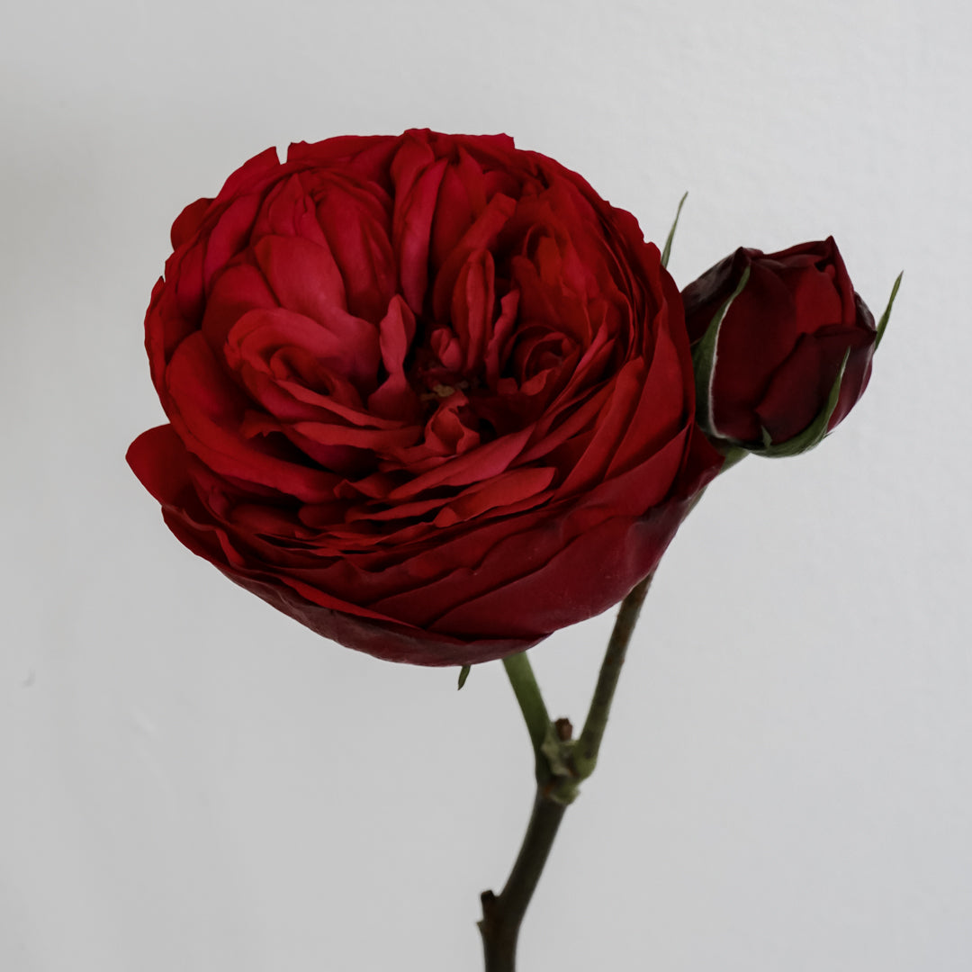 ニコライバーグマン　red rose deluxe Red of Passion（レッド オブ パッション）