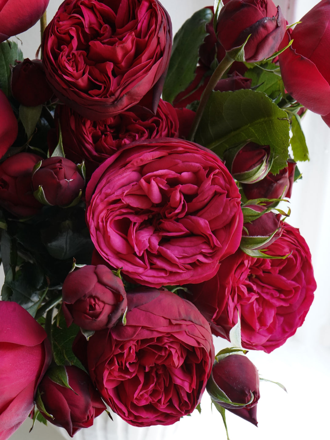 Deluxe & Princess Garden Roses - Piano in Red | Hope Flower Farm