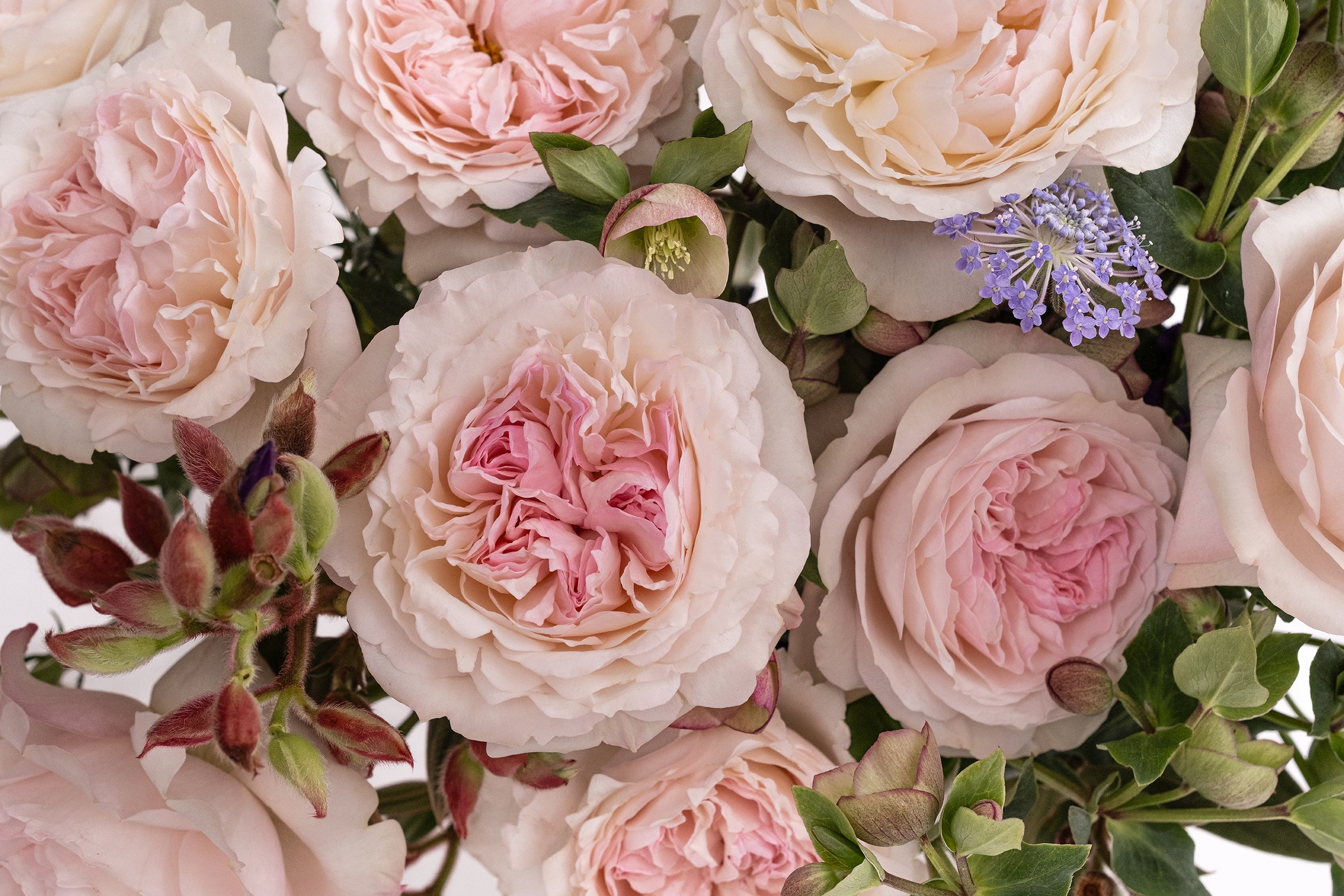 Keira David Austin Garden Rose | Hope Flower Farm