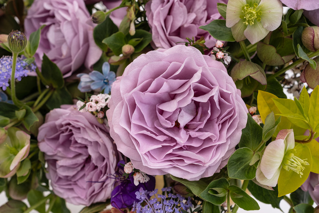 planting lavender and roses together Deluxe & Princess Garden Roses - Lavender Bouquet