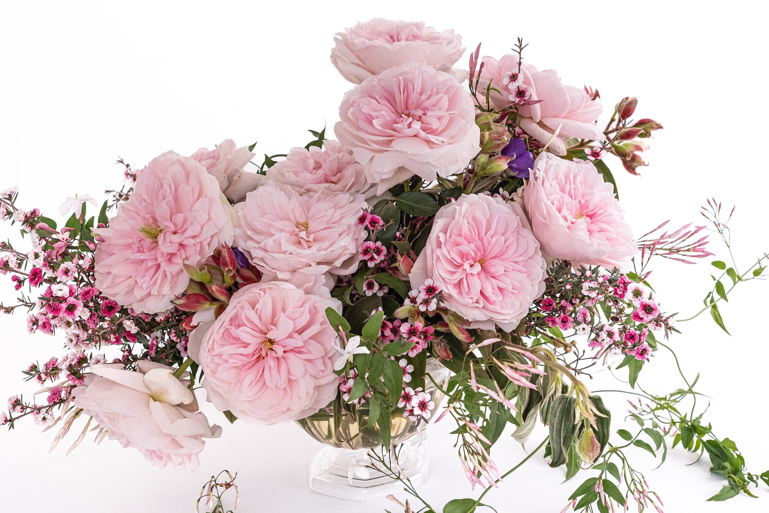 Deluxe & Princess Garden Roses - Sabrina | Hope Flower Farm