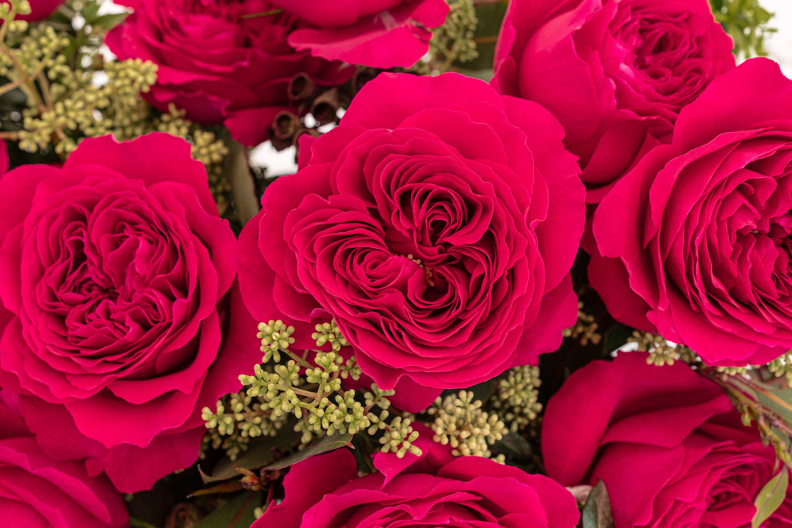Darcey David Austin Garden Rose | Hope Flower Farm