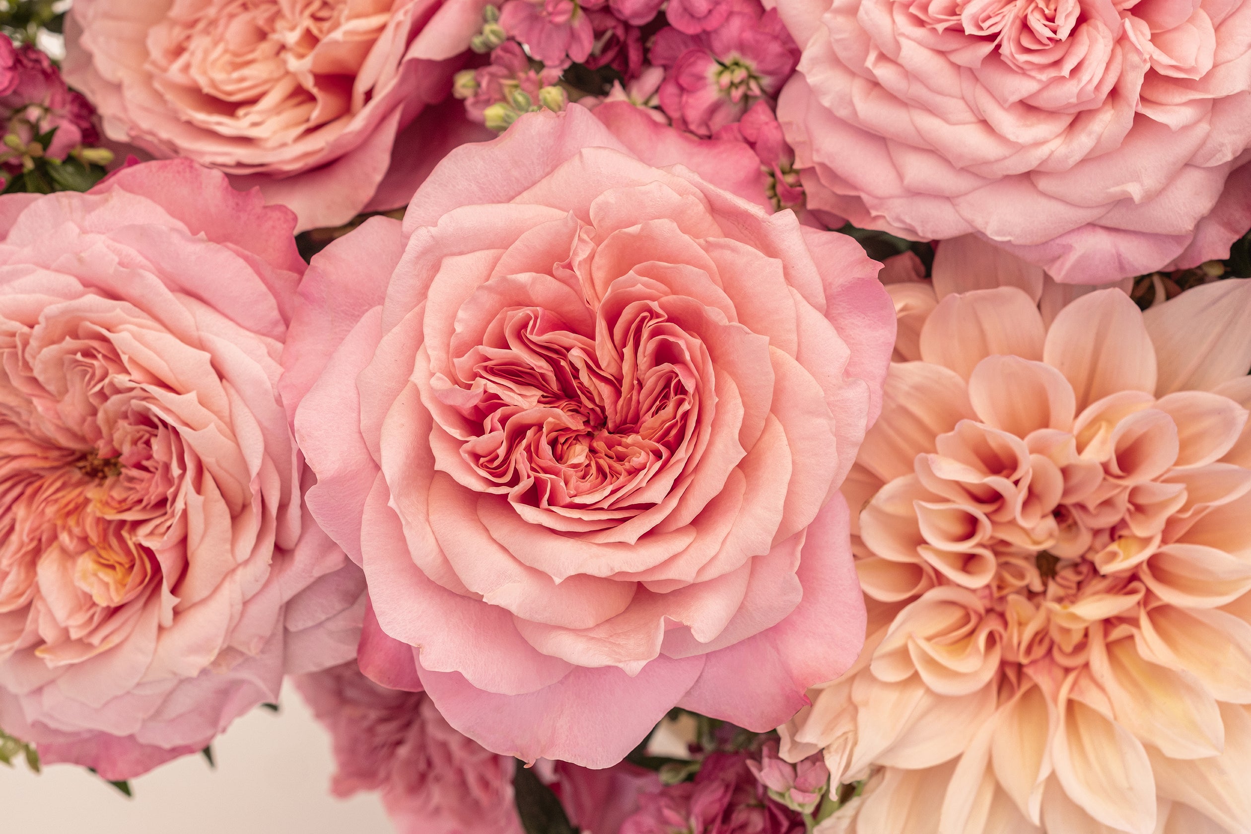 Deluxe & Princess Garden Roses - Miyabi | Hope Flower Farm