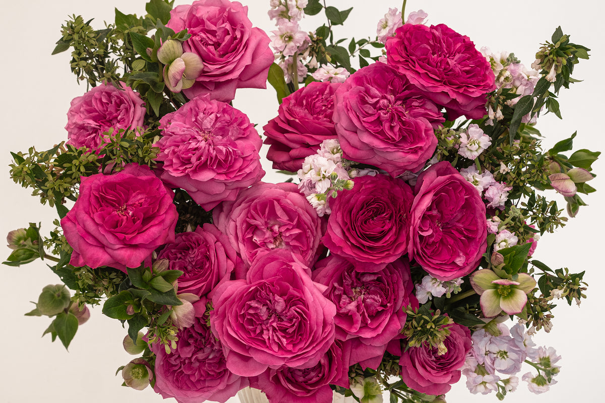 Capability David Austin Garden Rose | Hope Flower Farm