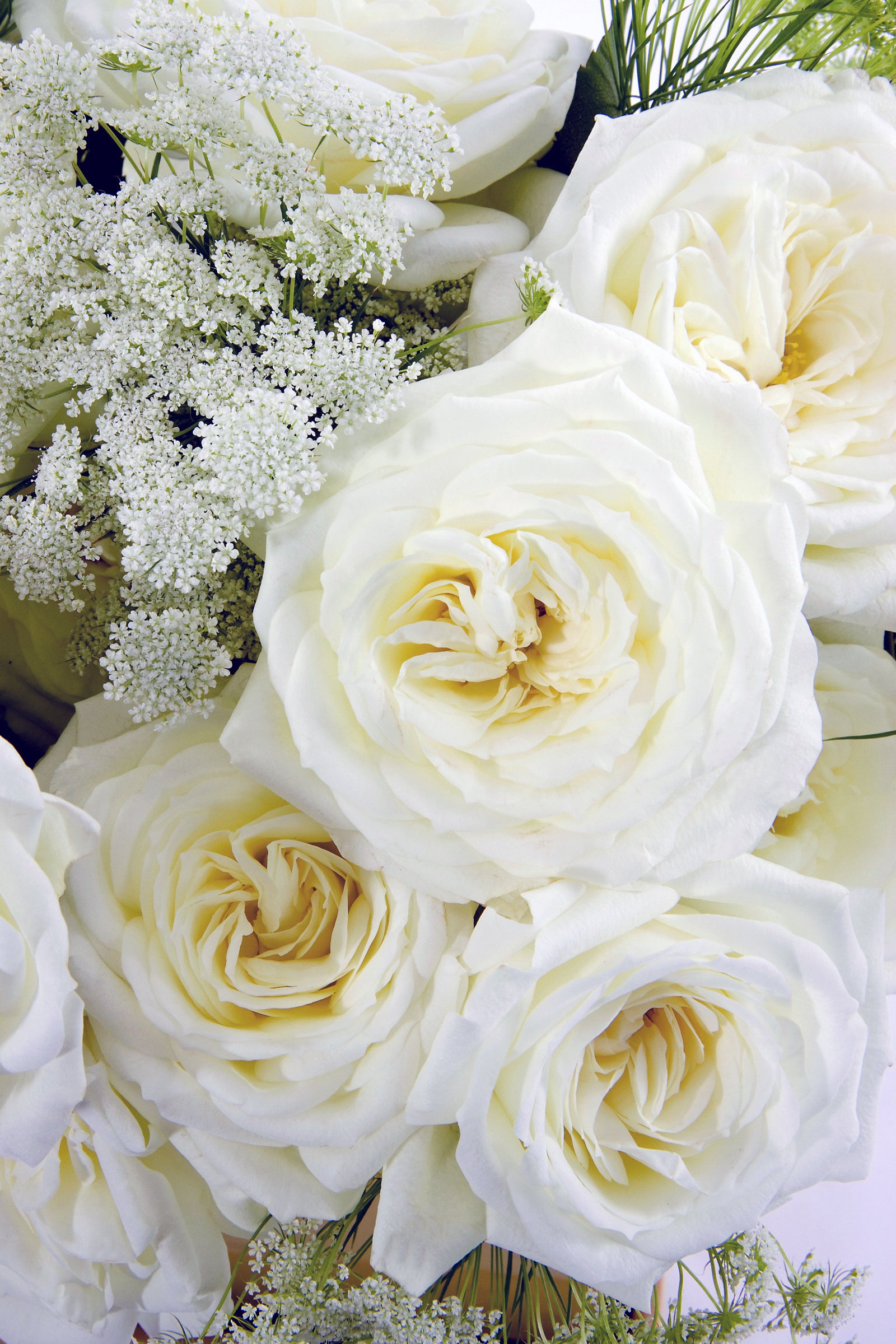 Alabaster5_1600x.jpg?v=1737384919