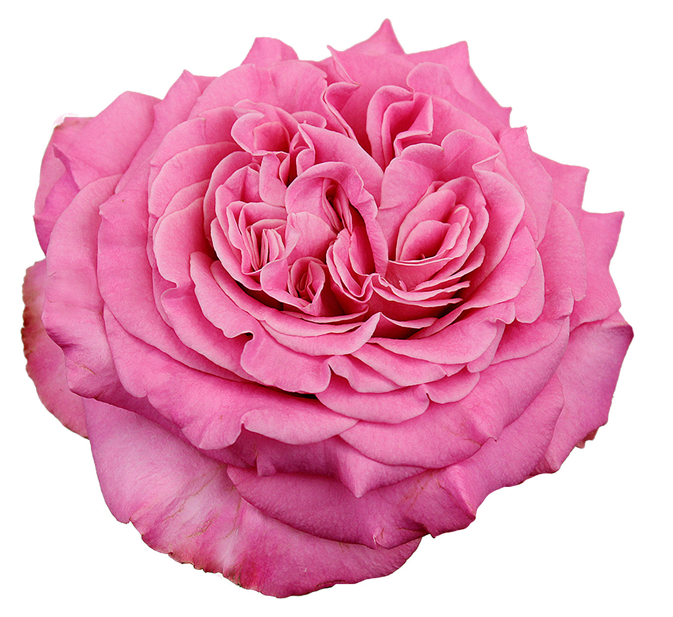 Alexandra Farms Deluxe Garden Roses | Hope Flower Farm