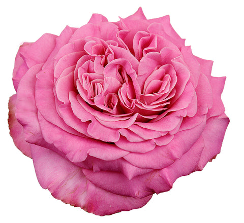＊*..Rose garden..＊°.. 優しい彩り　プリザーブドフラワー Ashley-BloomHead_480x.jpg?v=
