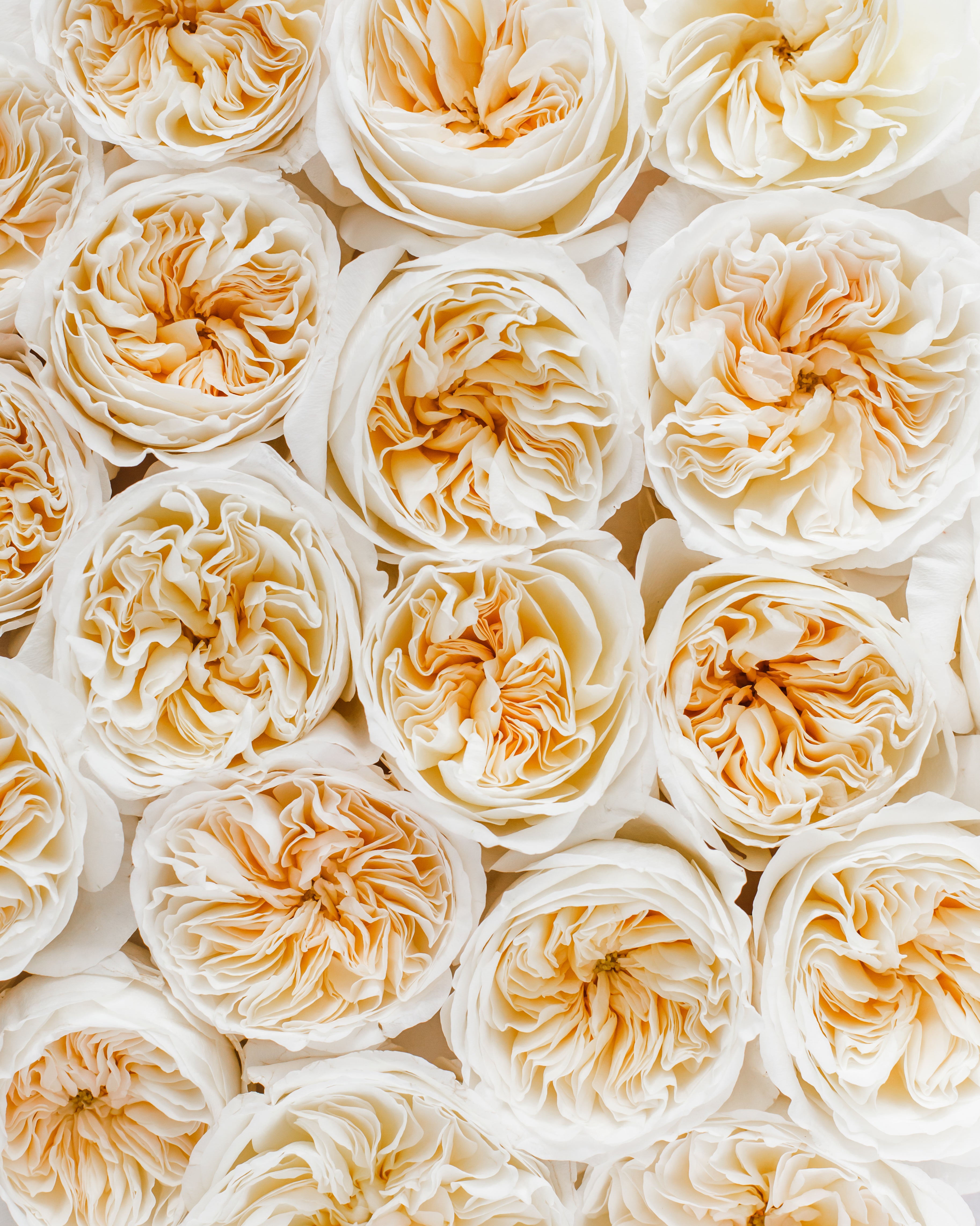 Bessie David Austin Garden Rose | Hope Flower Farm