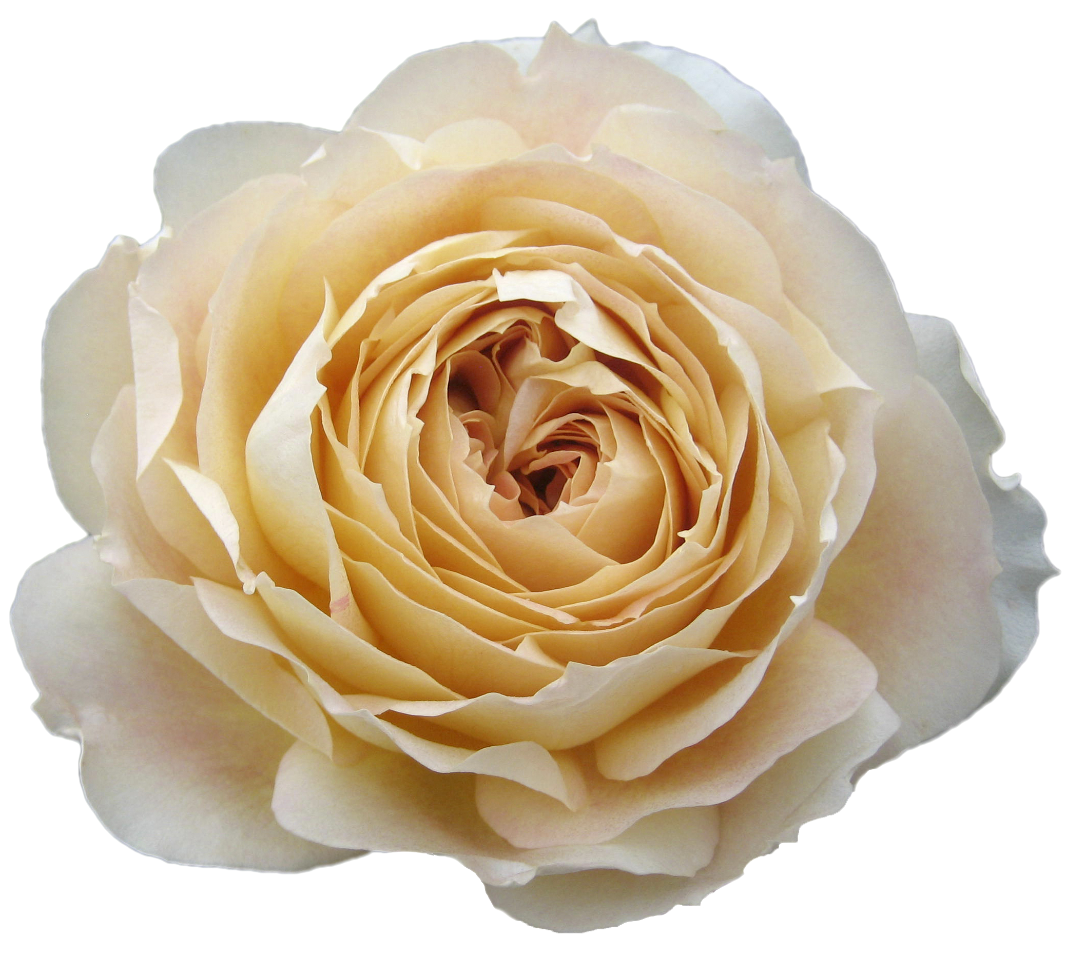 Deluxe & Princess Garden Roses - Caramel Antike | Hope Flower Farm