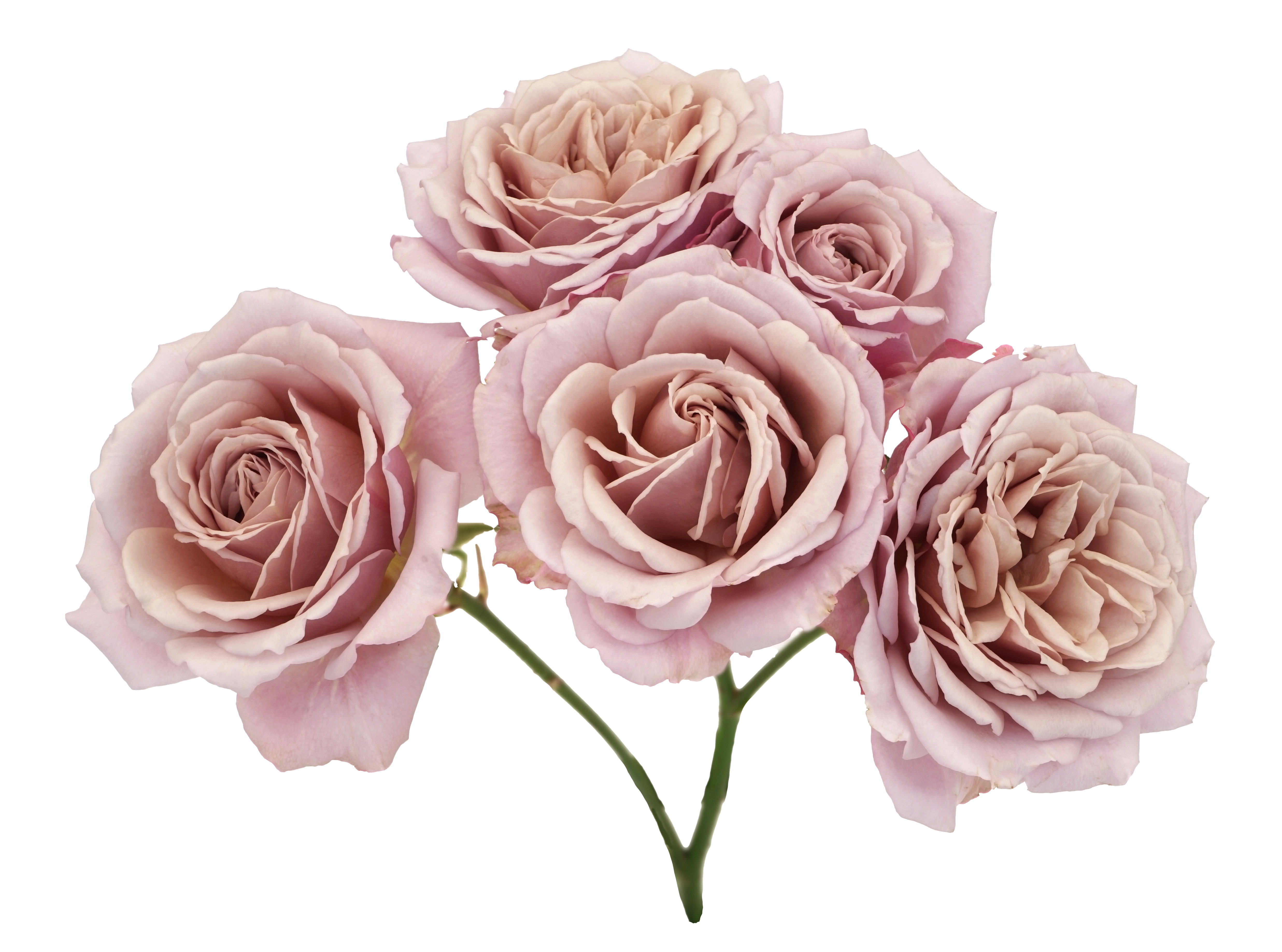 LoliSpr-BloomHead_4948x.png?v=