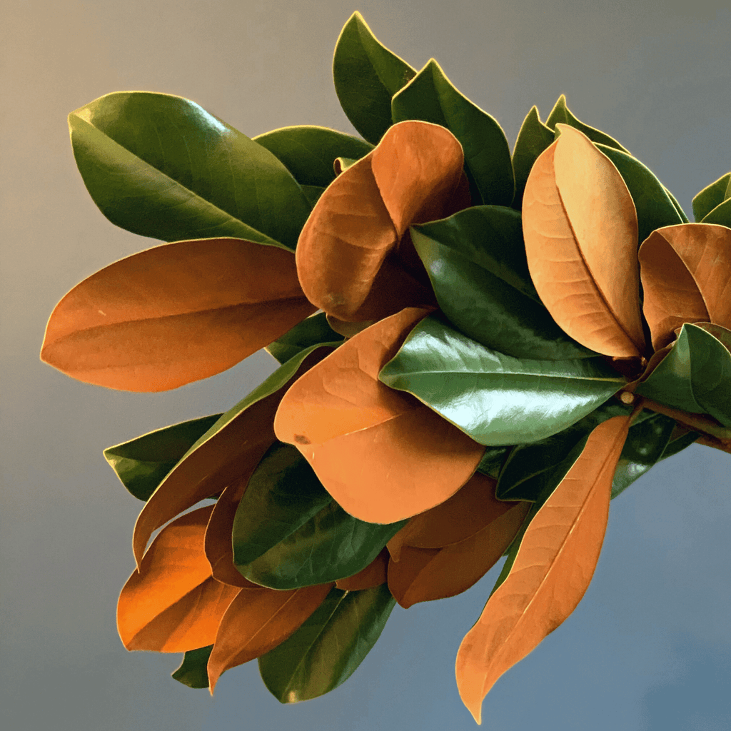 Magnolia Bunch
