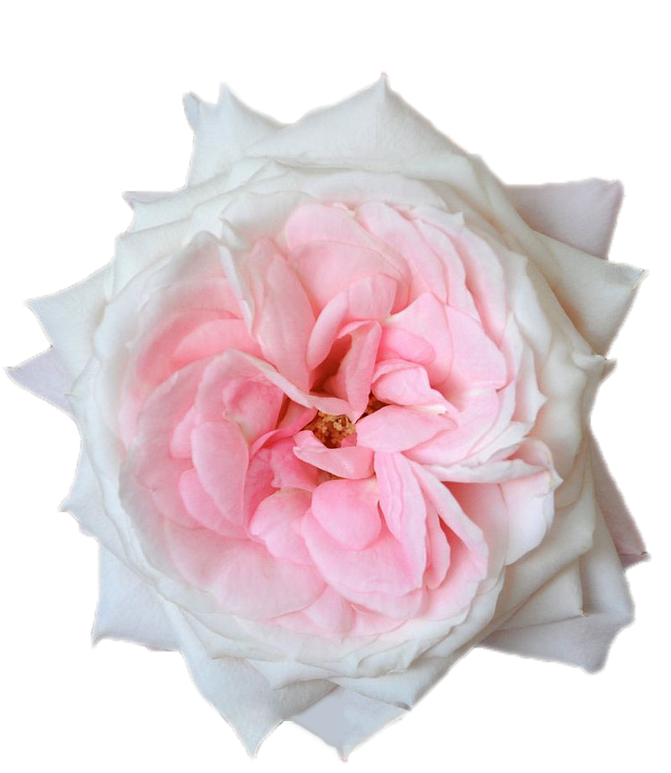 Deluxe & Princess Garden Roses - Mayra's Bridal Pink | Hope