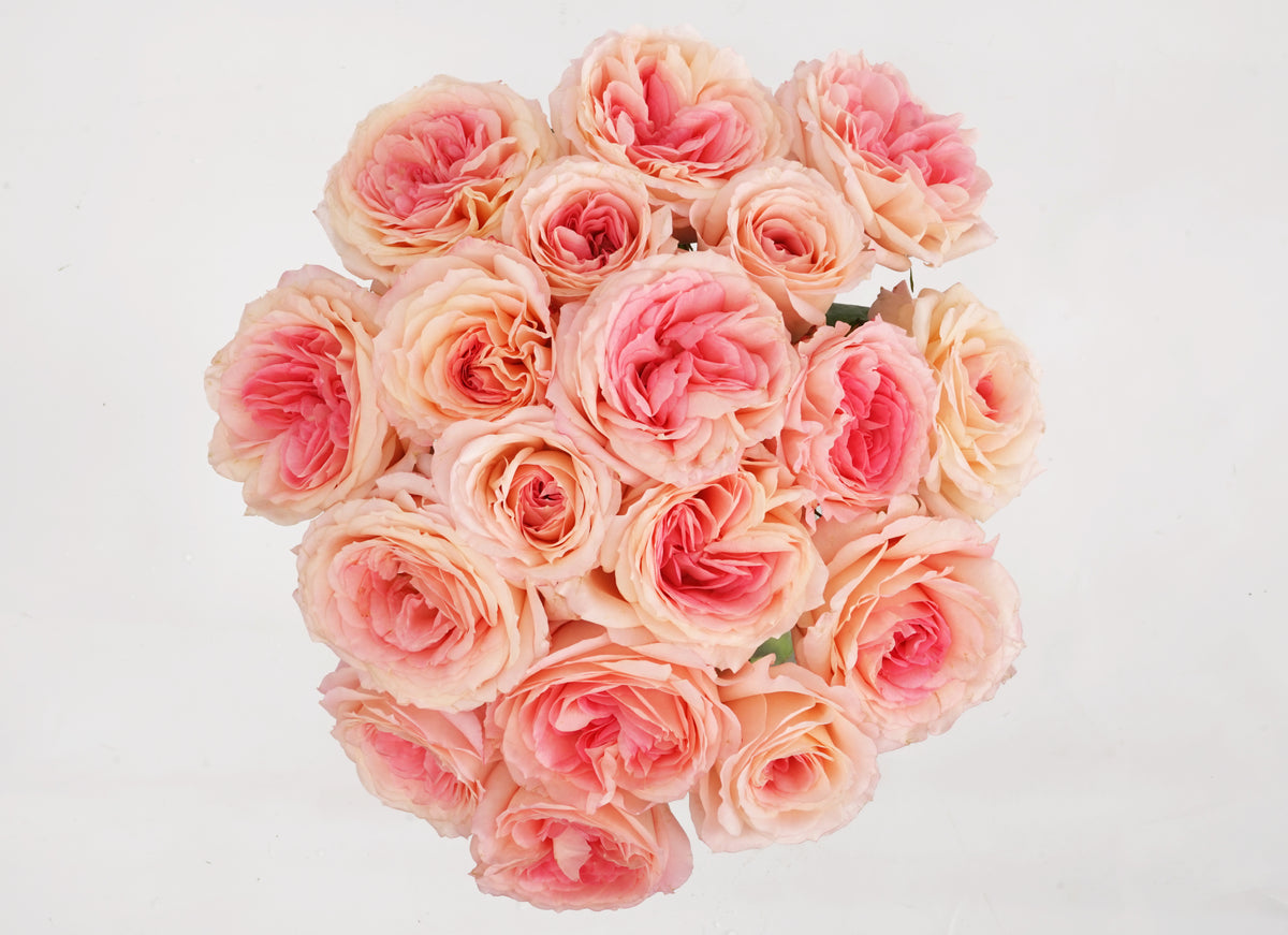 Preiear Roses Deluxe & Princess Garden Roses - Mayra's Bridal Pink | Hope Flower Farm