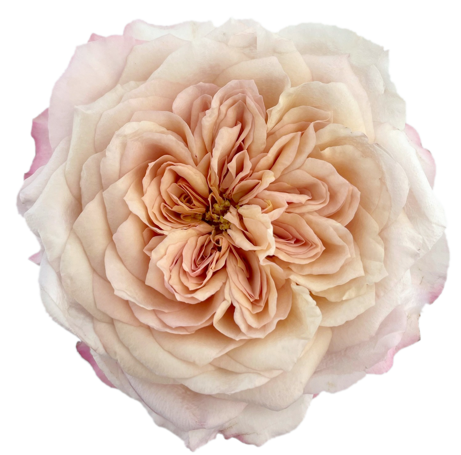 Deluxe & Princess Garden Roses - Miyabi Brown | Hope Flower Farm