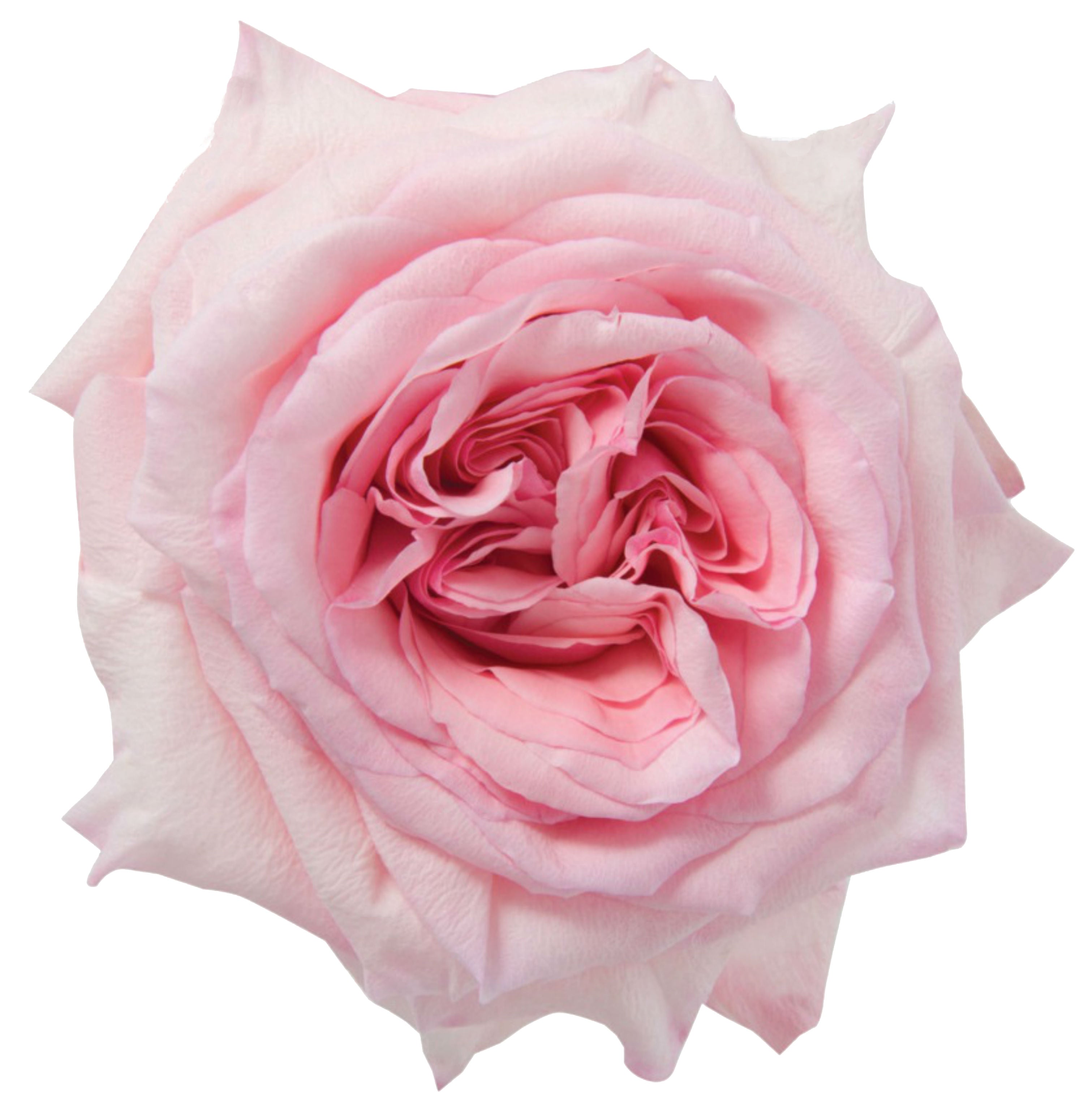 Deluxe & Princess Garden Roses - Pink O'Hara | Hope Flower Farm