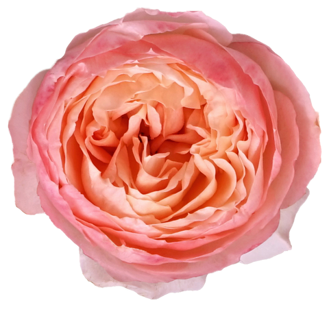 Deluxe & Princess Garden Roses - Akito | Hope Flower Farm