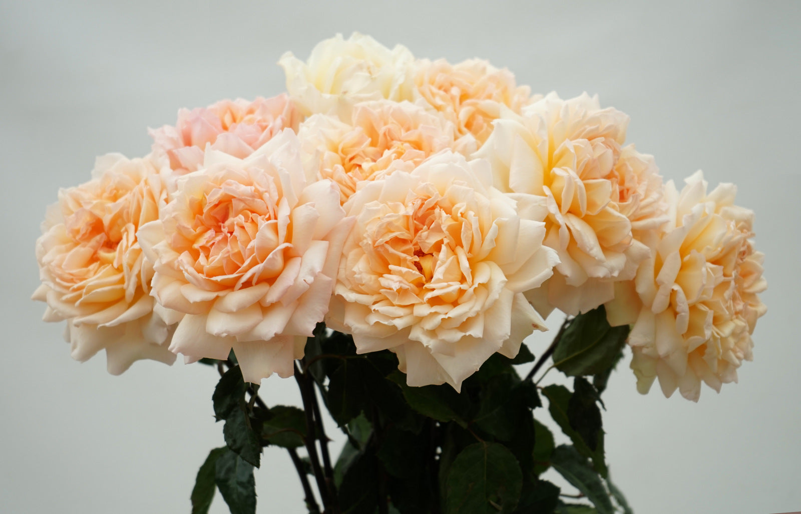 Deluxe & Princess Garden Roses - Holly Hope | Hope Flower Farm