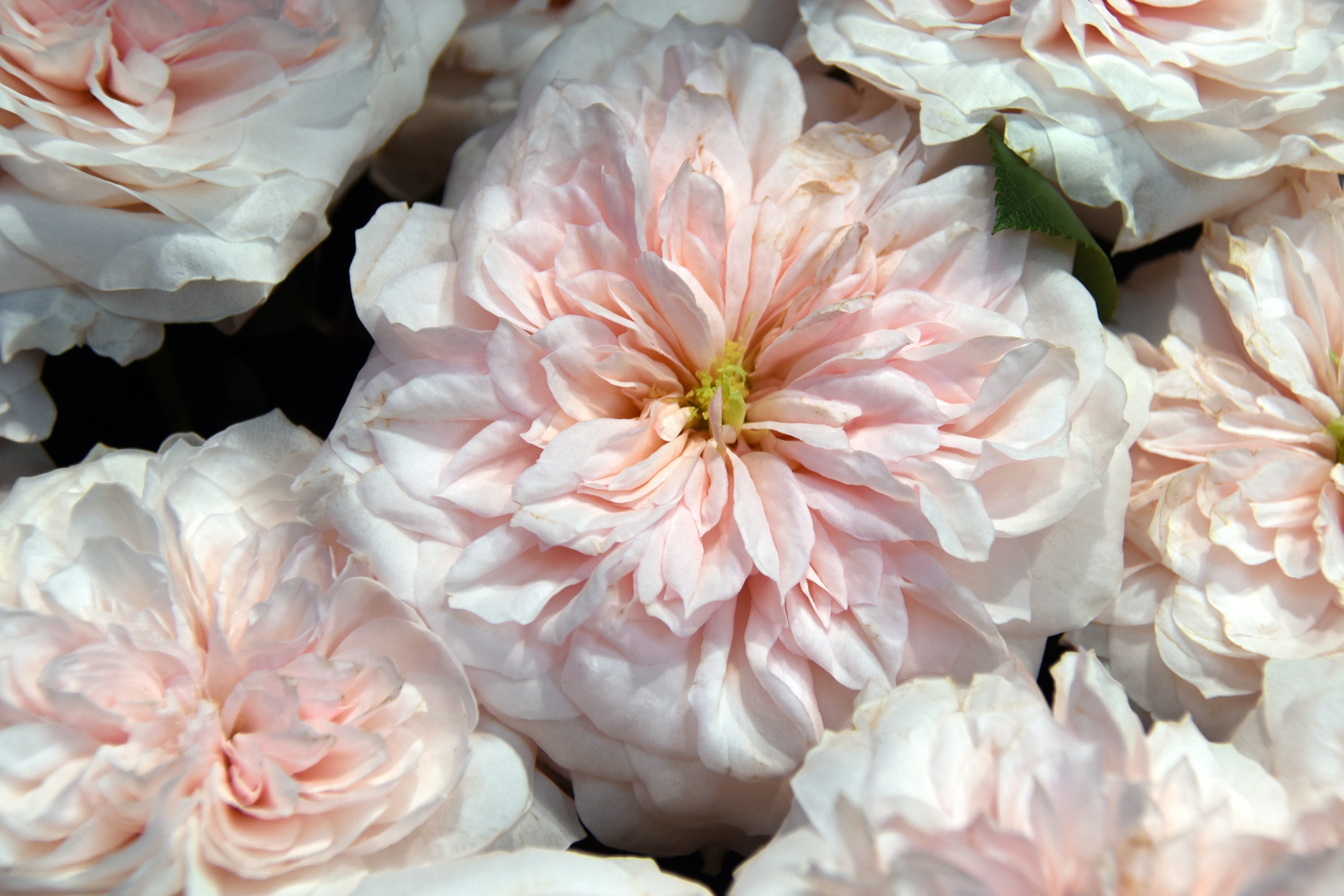 Sabrina1_3600x.jpg?v=1737387383