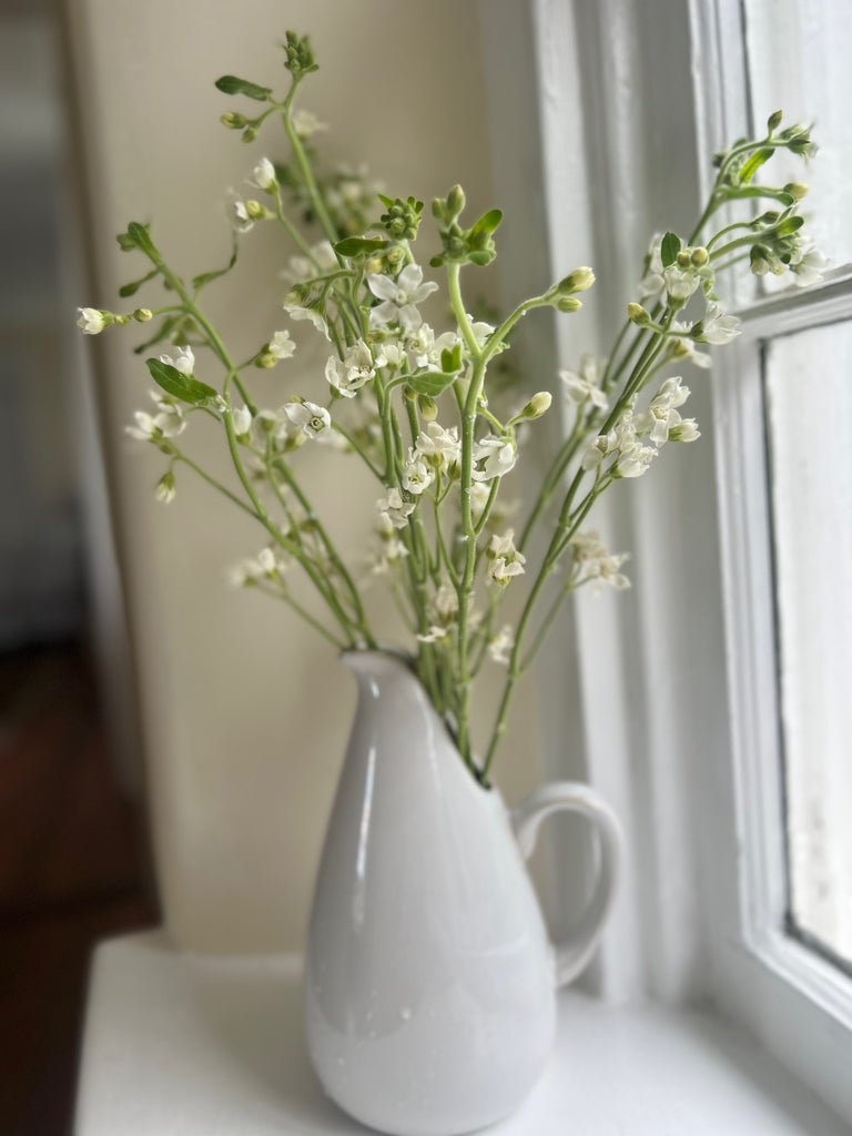 Tweedia Hope Flower Farm