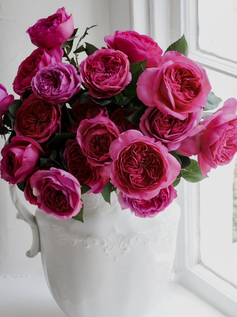 Deluxe & Princess Garden Roses - Baronesse in Dark Pink