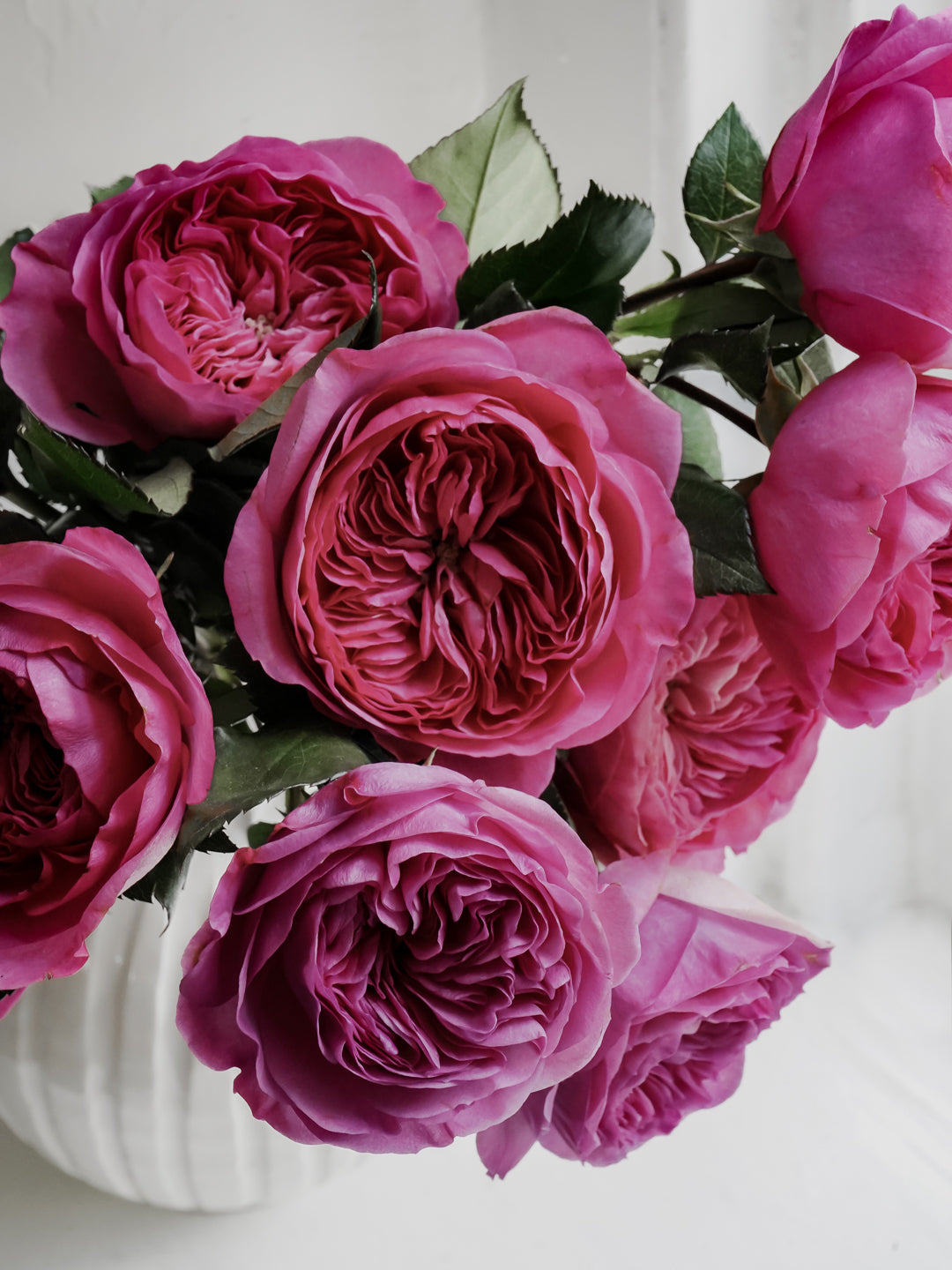 Deluxe & Princess Garden Roses - Baronesse in Dark Pink | Hope Flower Farm