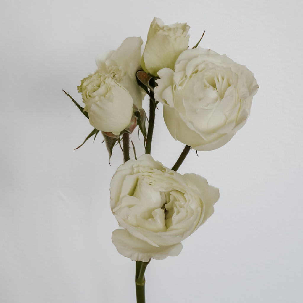 Deluxe & Princess Garden Roses - Blanche Spray in White