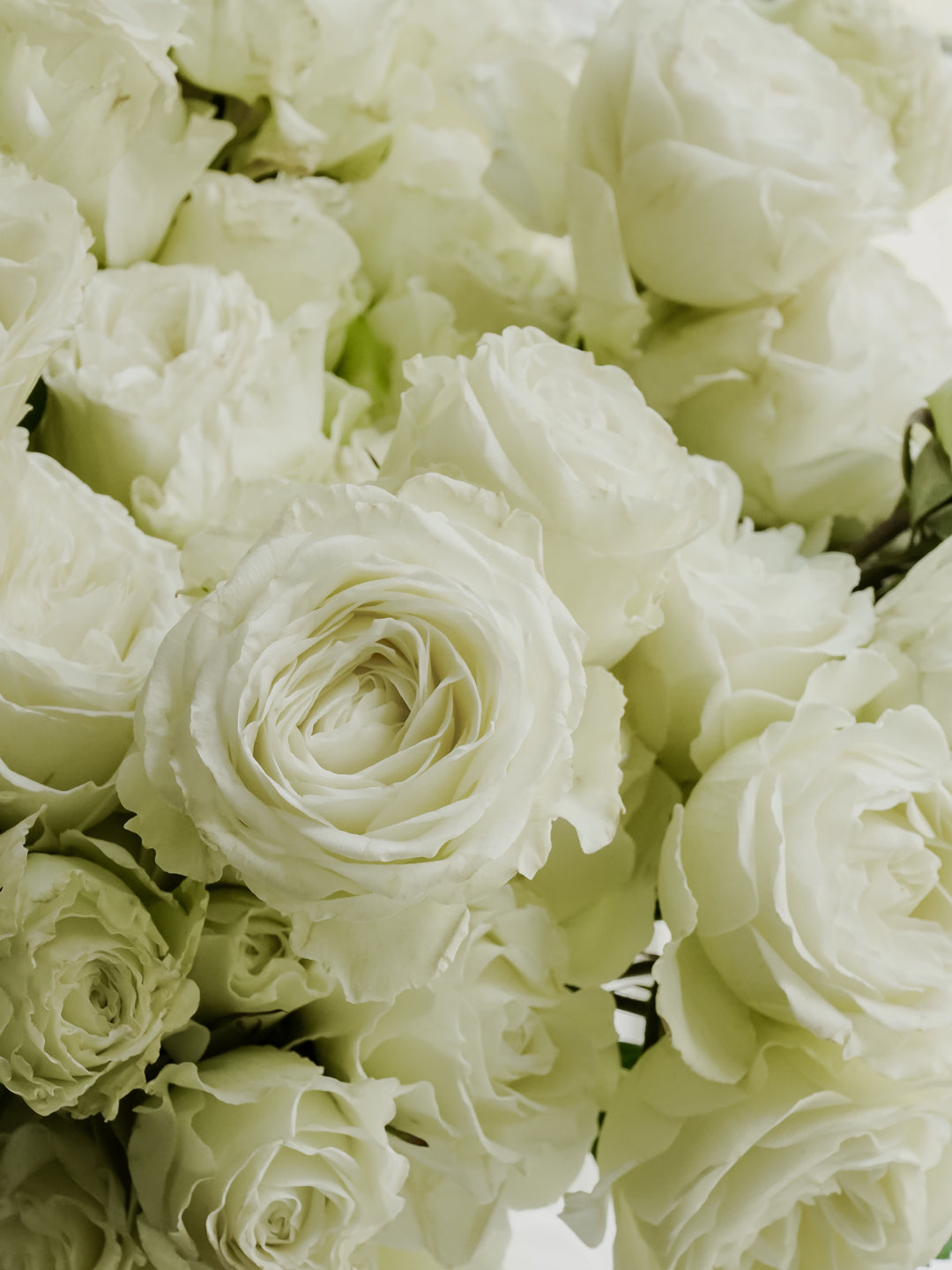 white garden spray roses Deluxe & Princess Garden Roses