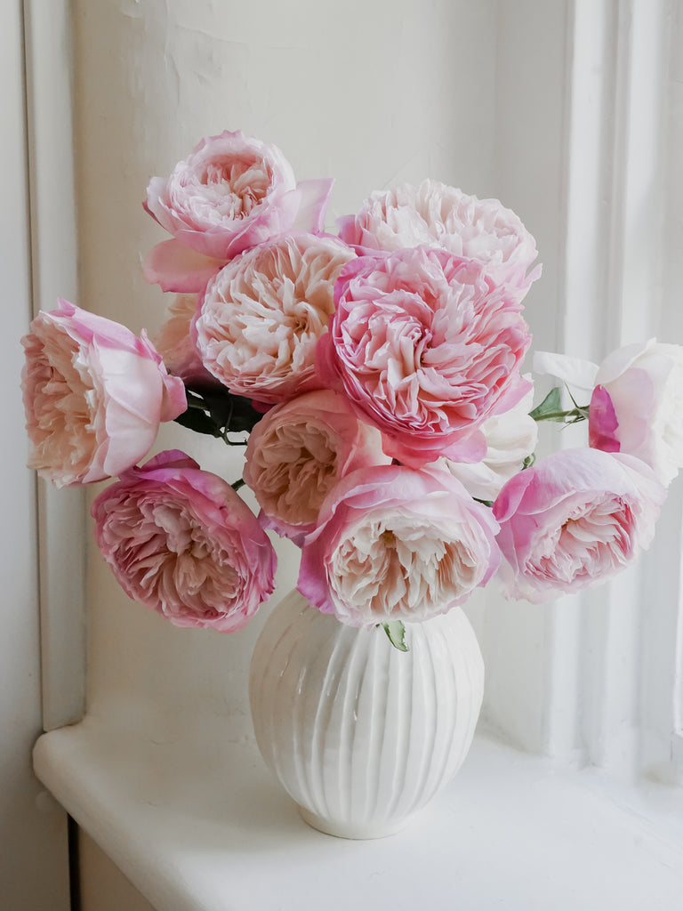 David Austin English Garden Roses - Constance in Light Pink