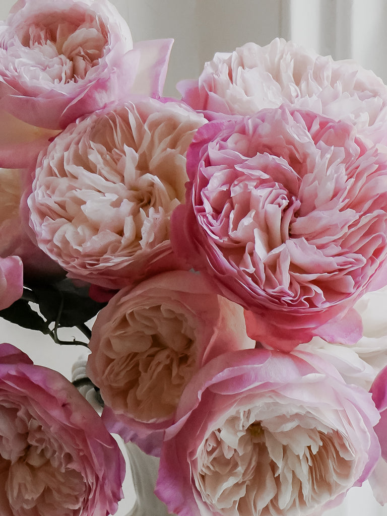 Roses | Hope Flower Farm