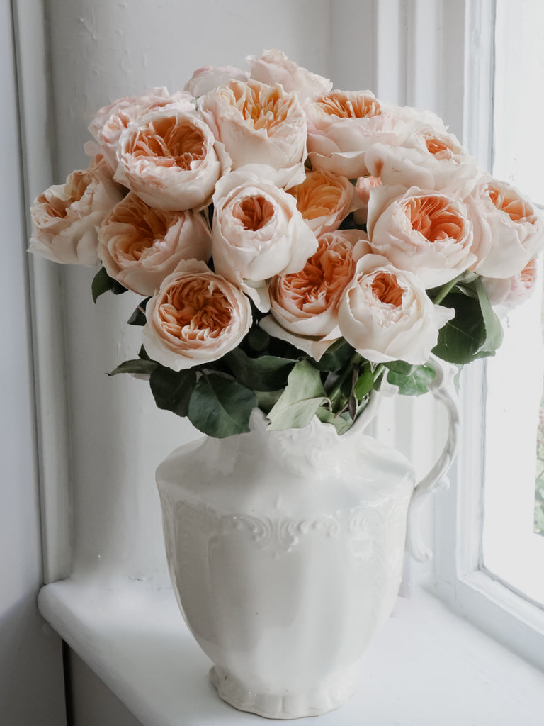 juliet rose flower seeds David Austin English Garden Roses - Juliet in Light Peach