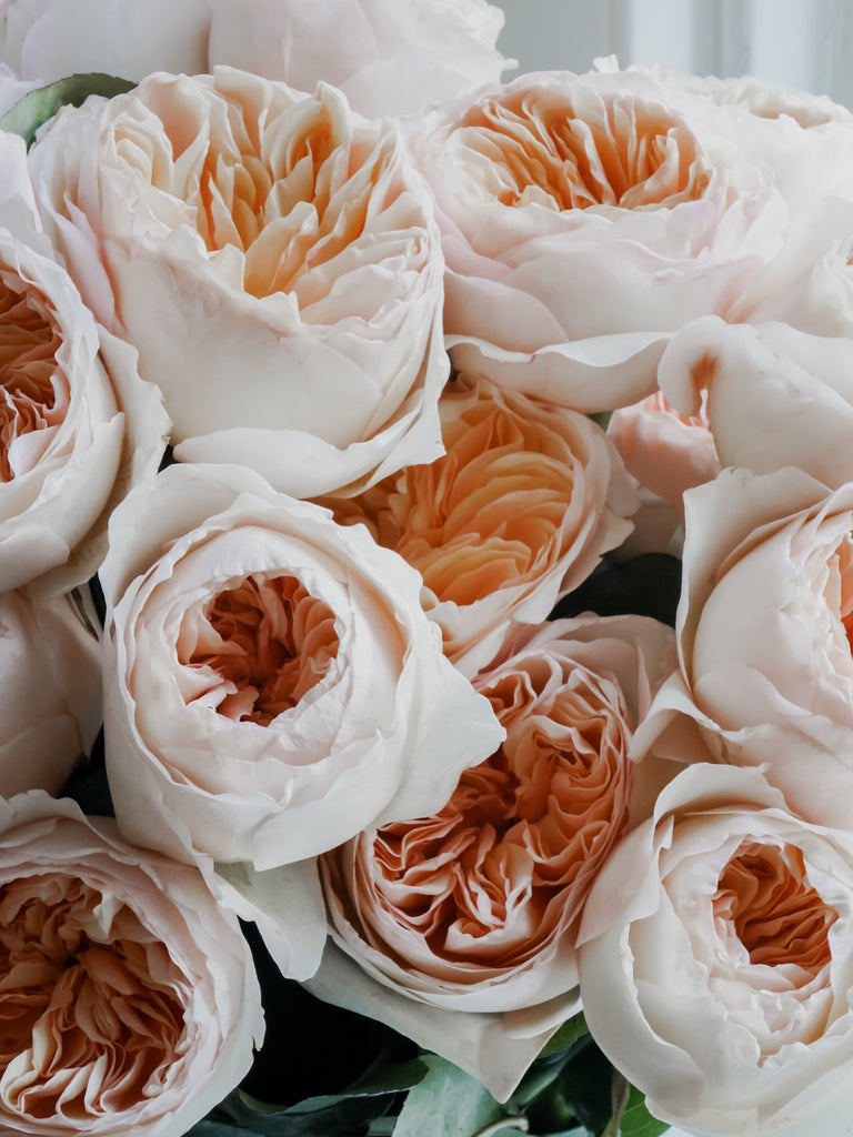 David Austin English Garden Roses - Juliet in Light Peach