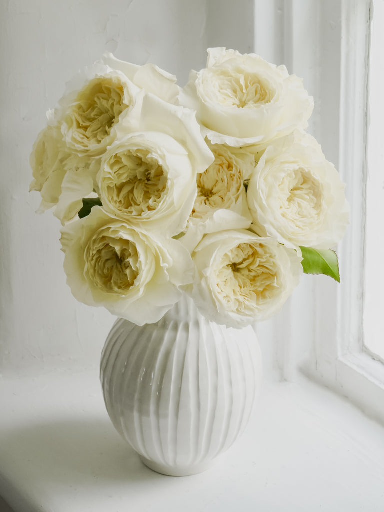 David Austin English Garden Roses - Patience in White Cream