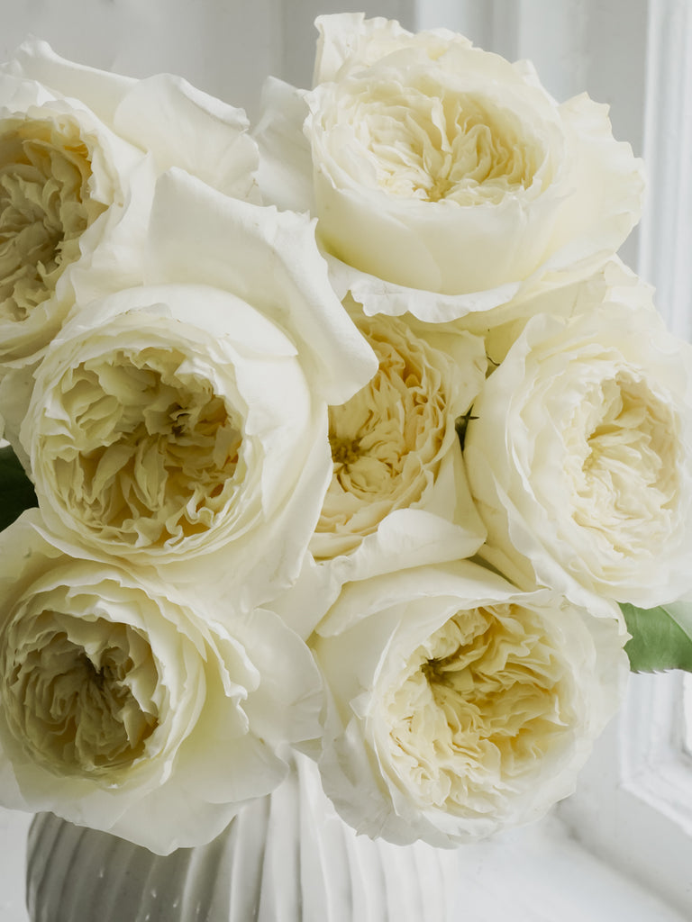 White Roses - Cream Roses - Ivory Roses - Rose Gifts - English Roses