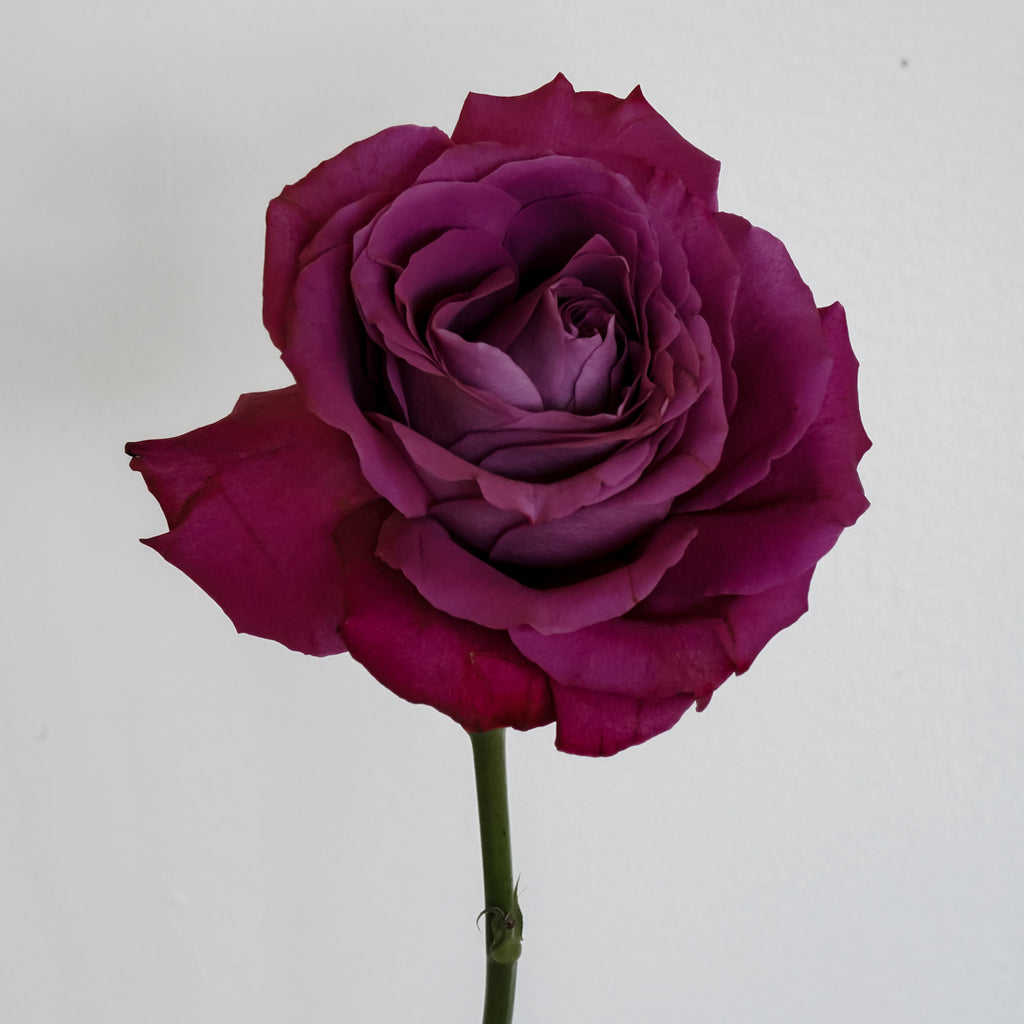 Deluxe & Princess Garden Roses - Precious Moments in Dark Pink