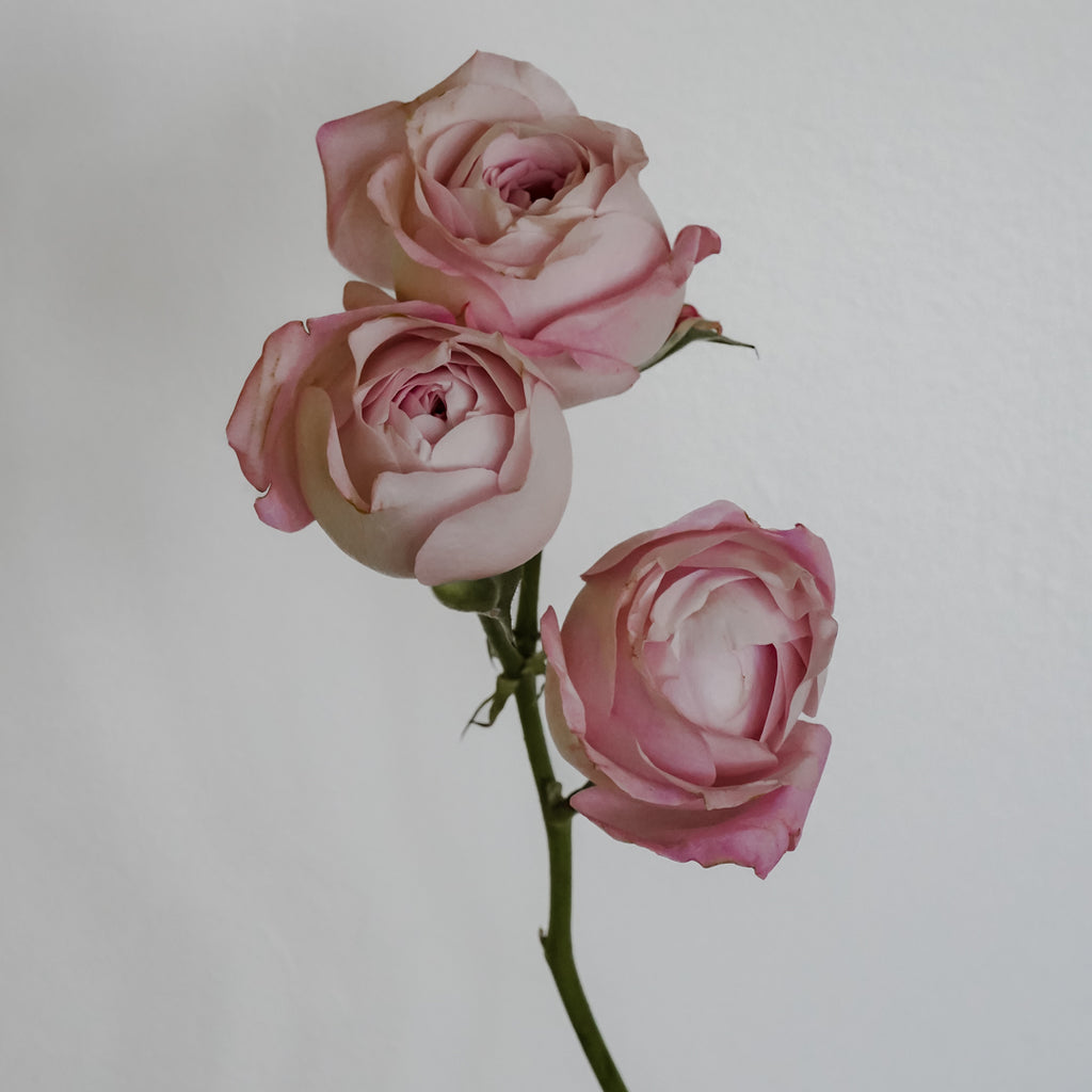 Deluxe & Princess Garden Roses - Princess Fairy Kiss Spray in Light Pink