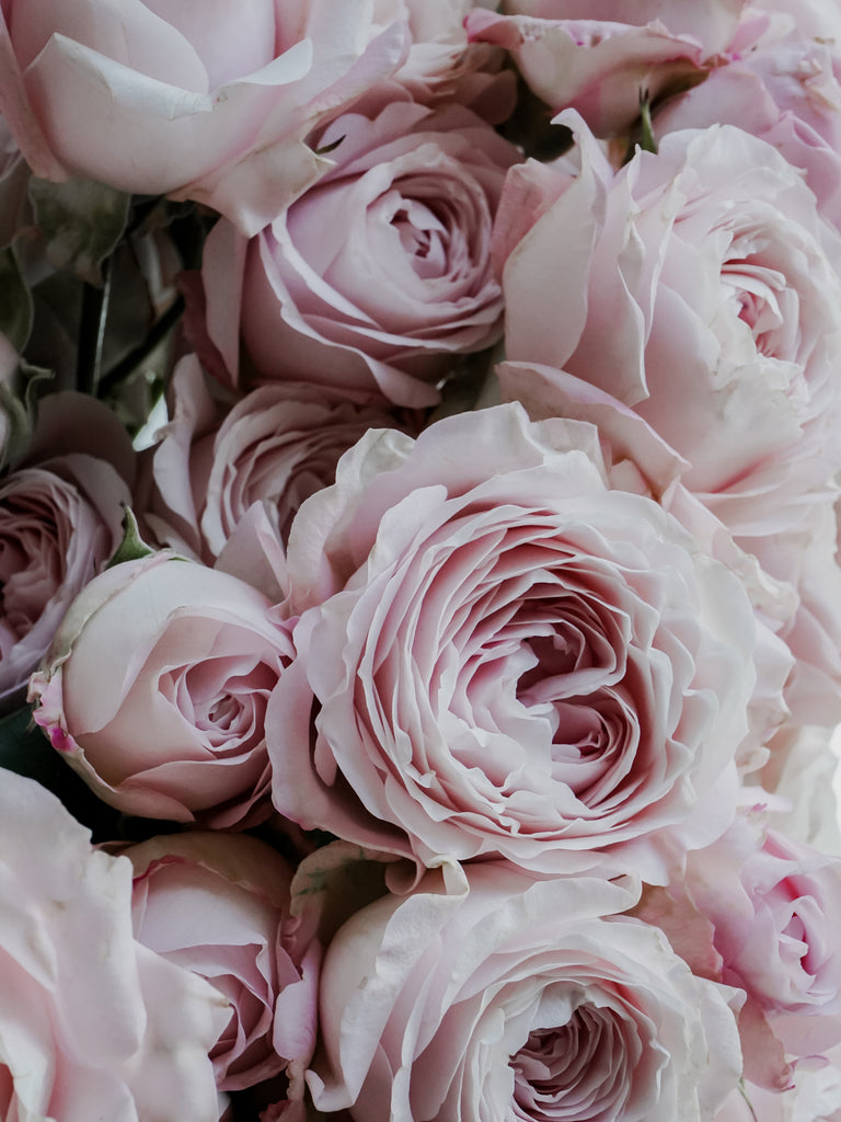 Deluxe & Princess Garden Roses - Princess Fairy Kiss Spray in Light Pink